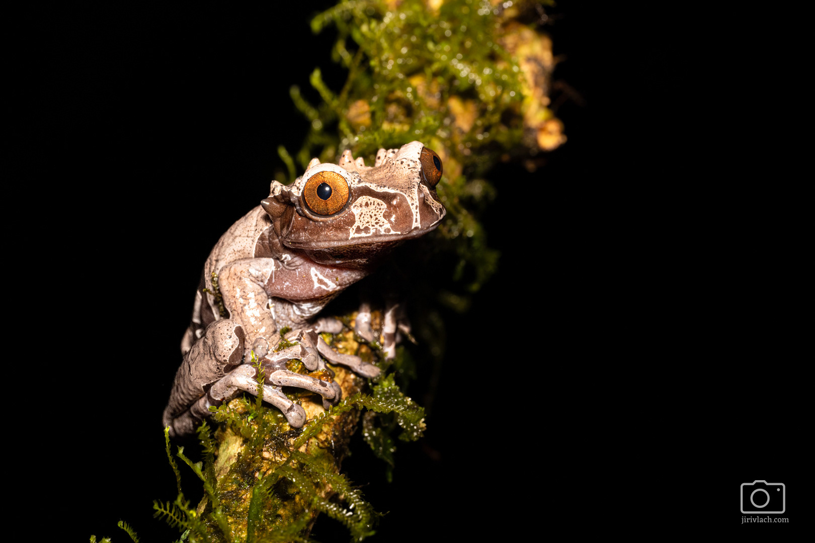 Rosnička trnitá (Crowned Treefrog, Triprion spinosus)