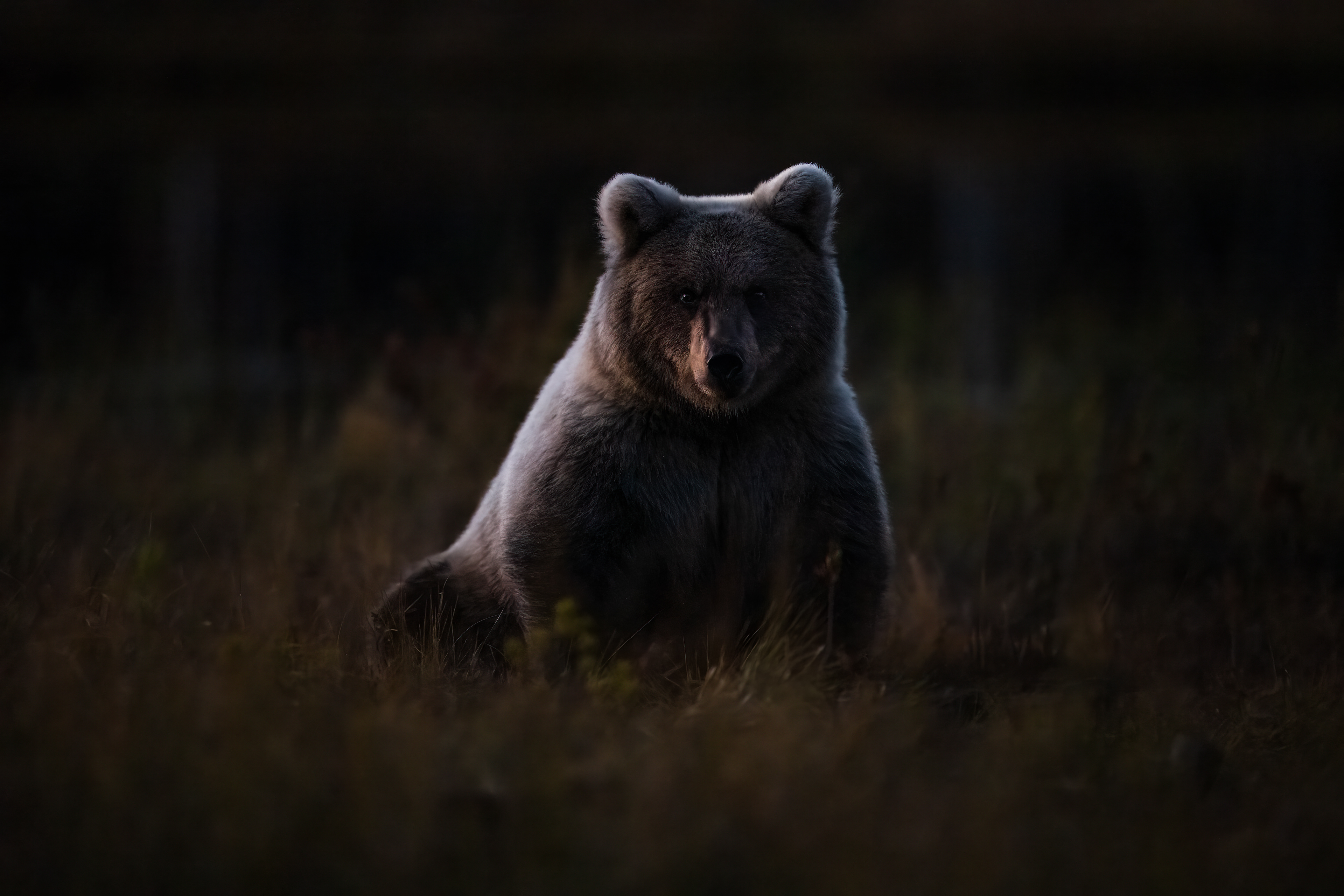 Medvěd hnědý (Ursus arctos), Finsko, 09/2025