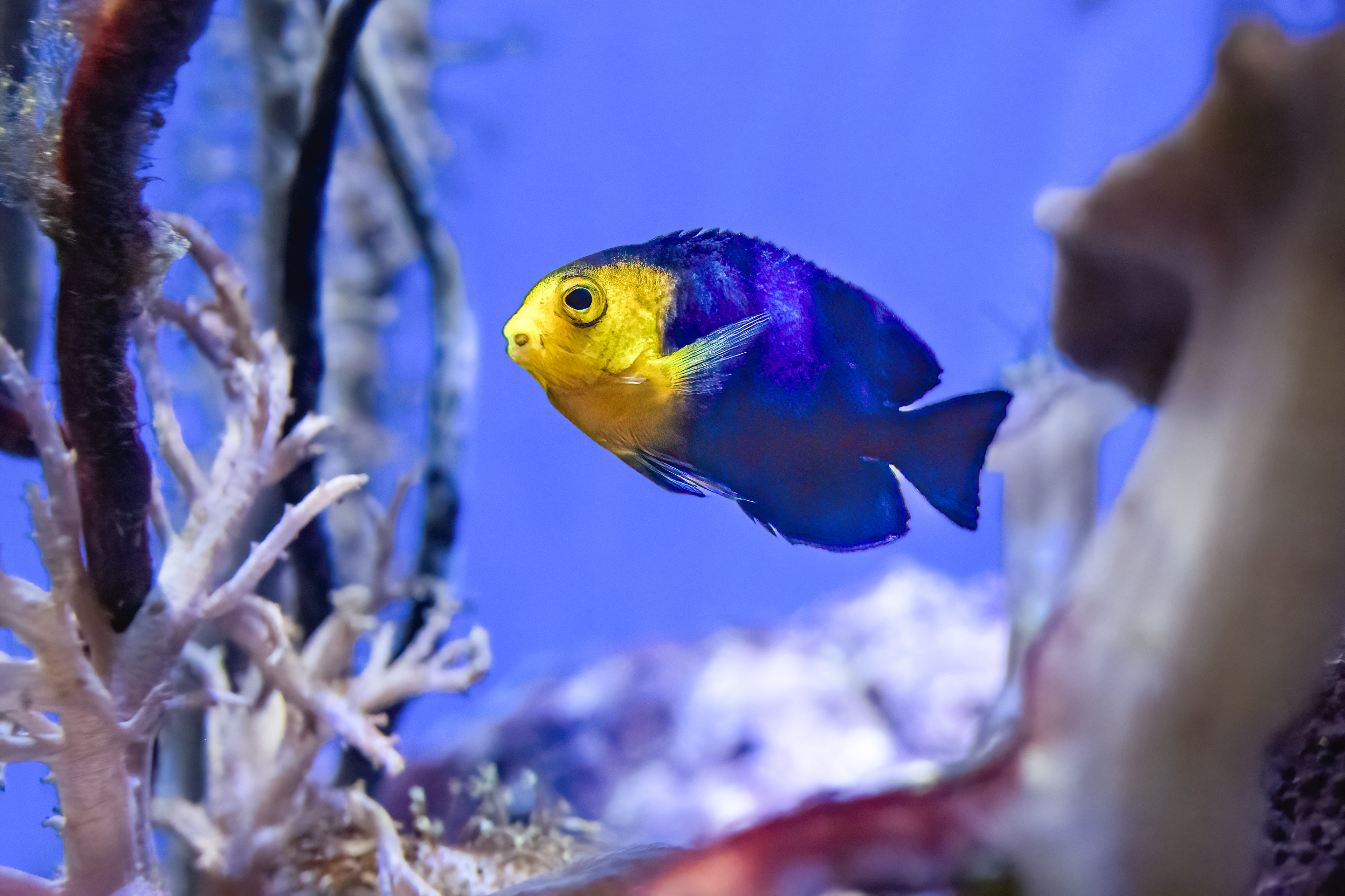 Pomčík žlutohlavý (Centropyge argi)