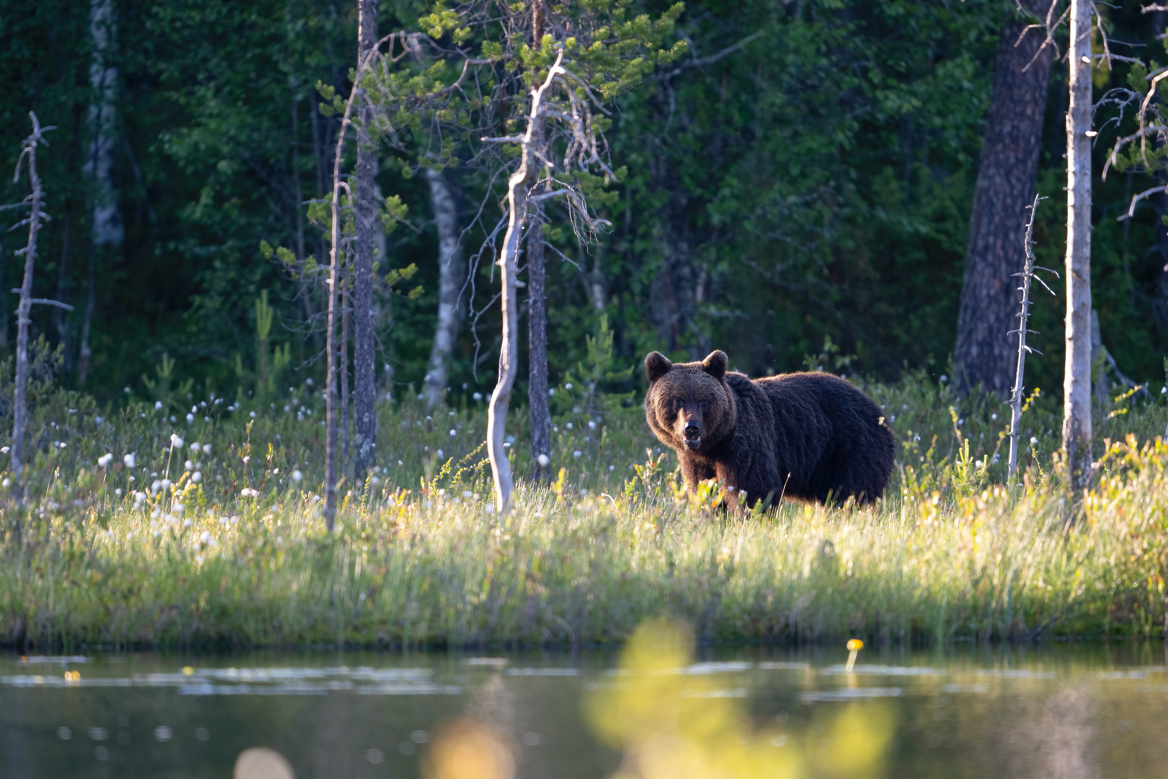 Medvěd hnědý (Ursus arctos), Finsko