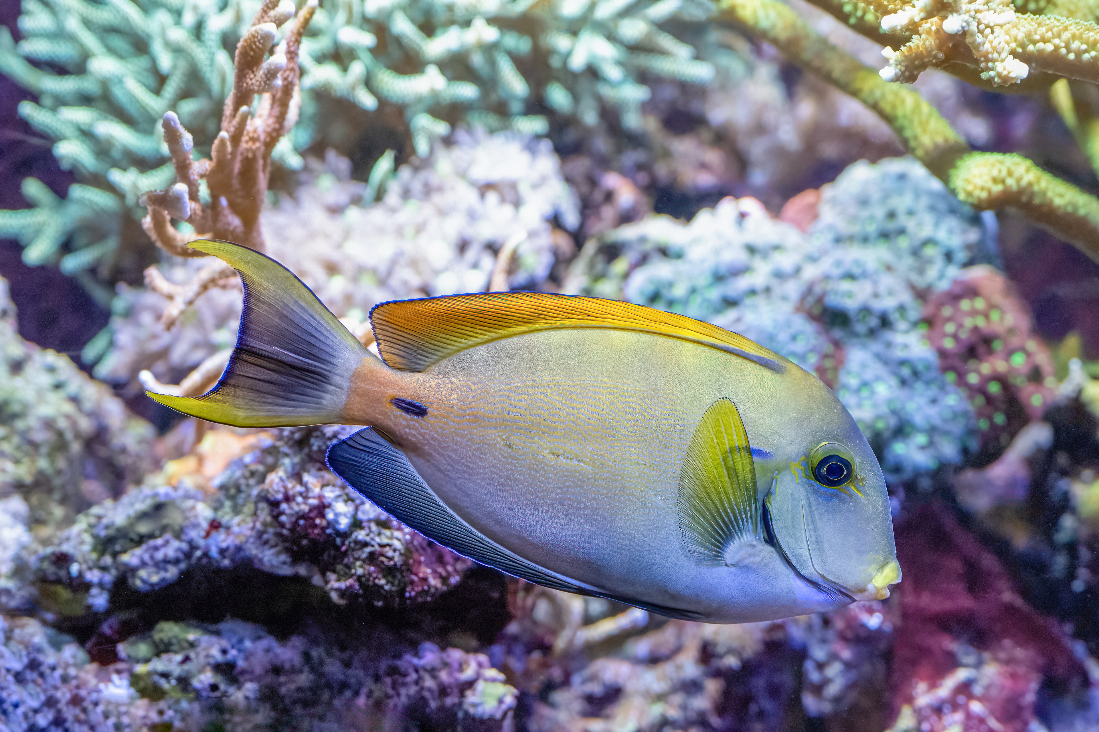 Bodlok bahamský (Acanthurus bariene)
