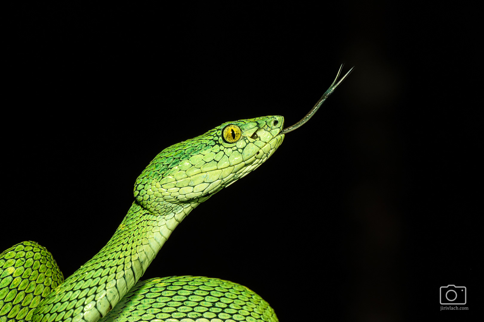 Křovinář (Bothriechis lateralis, Side-striped palm pitviper)