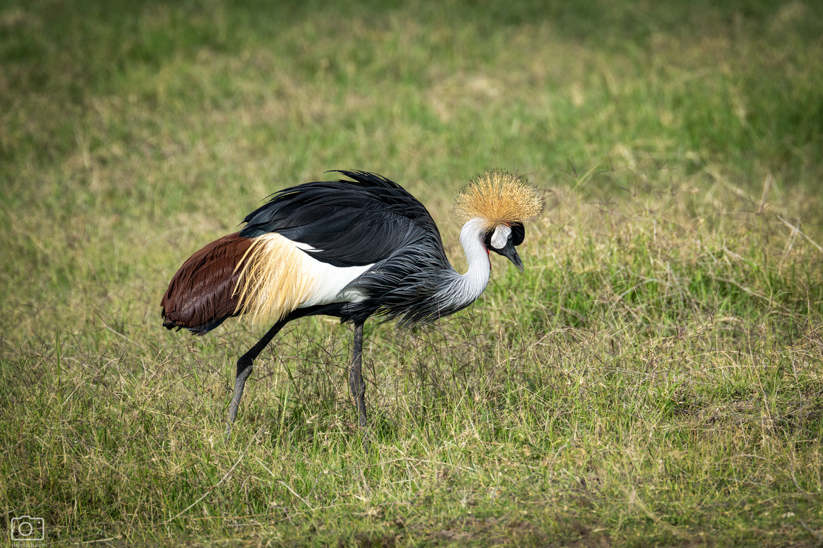Jeřáb královský (Balearica regulorum), Kenya, 12/2025