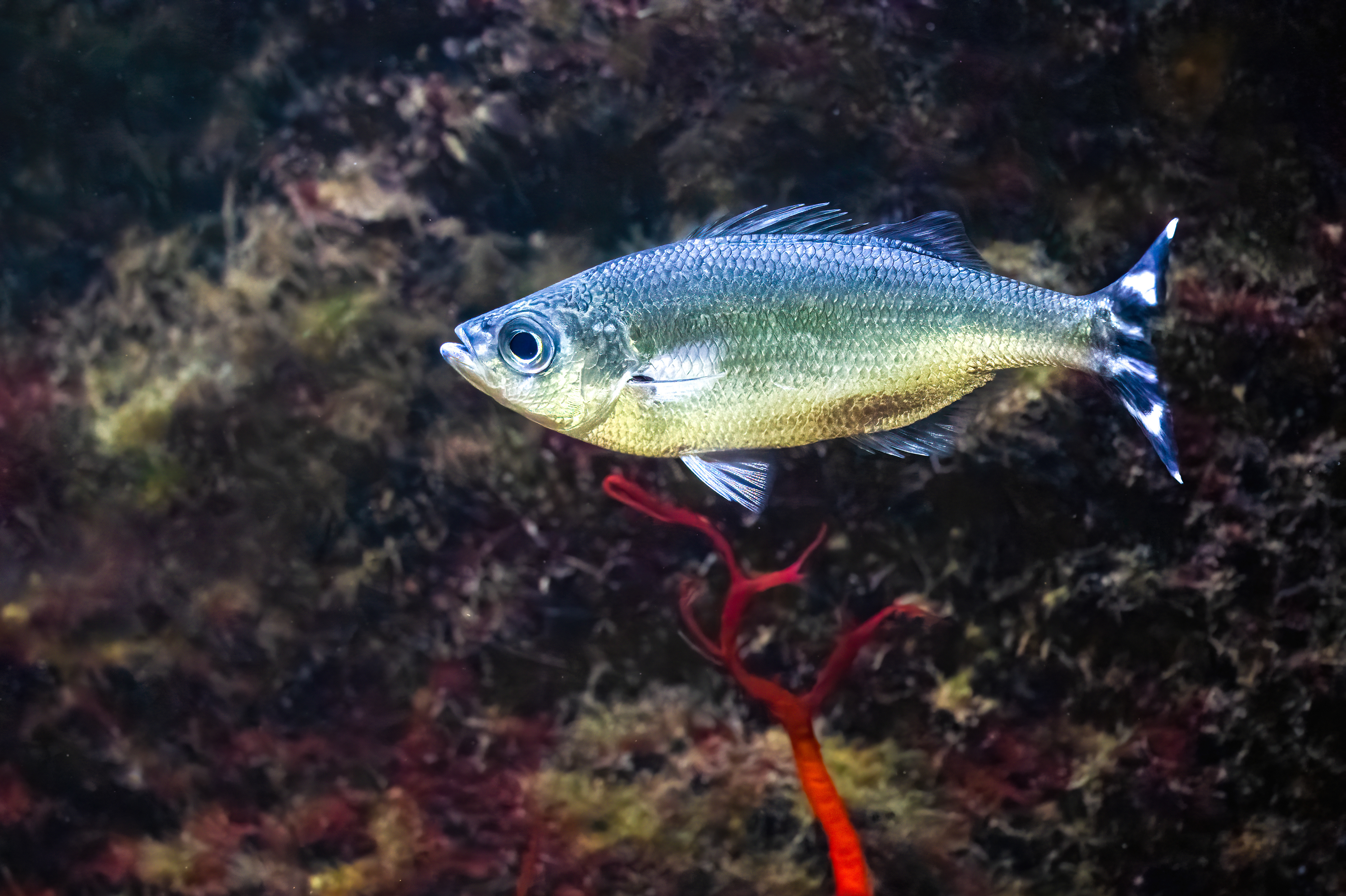 Praporkovec cípalovitý (Kuhlia mugil)