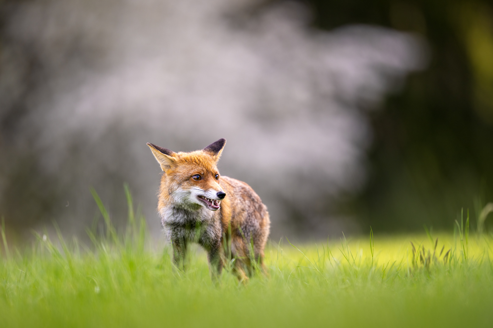 Liška obecná (Vulpes vulpes), Vysočina, 03/2024