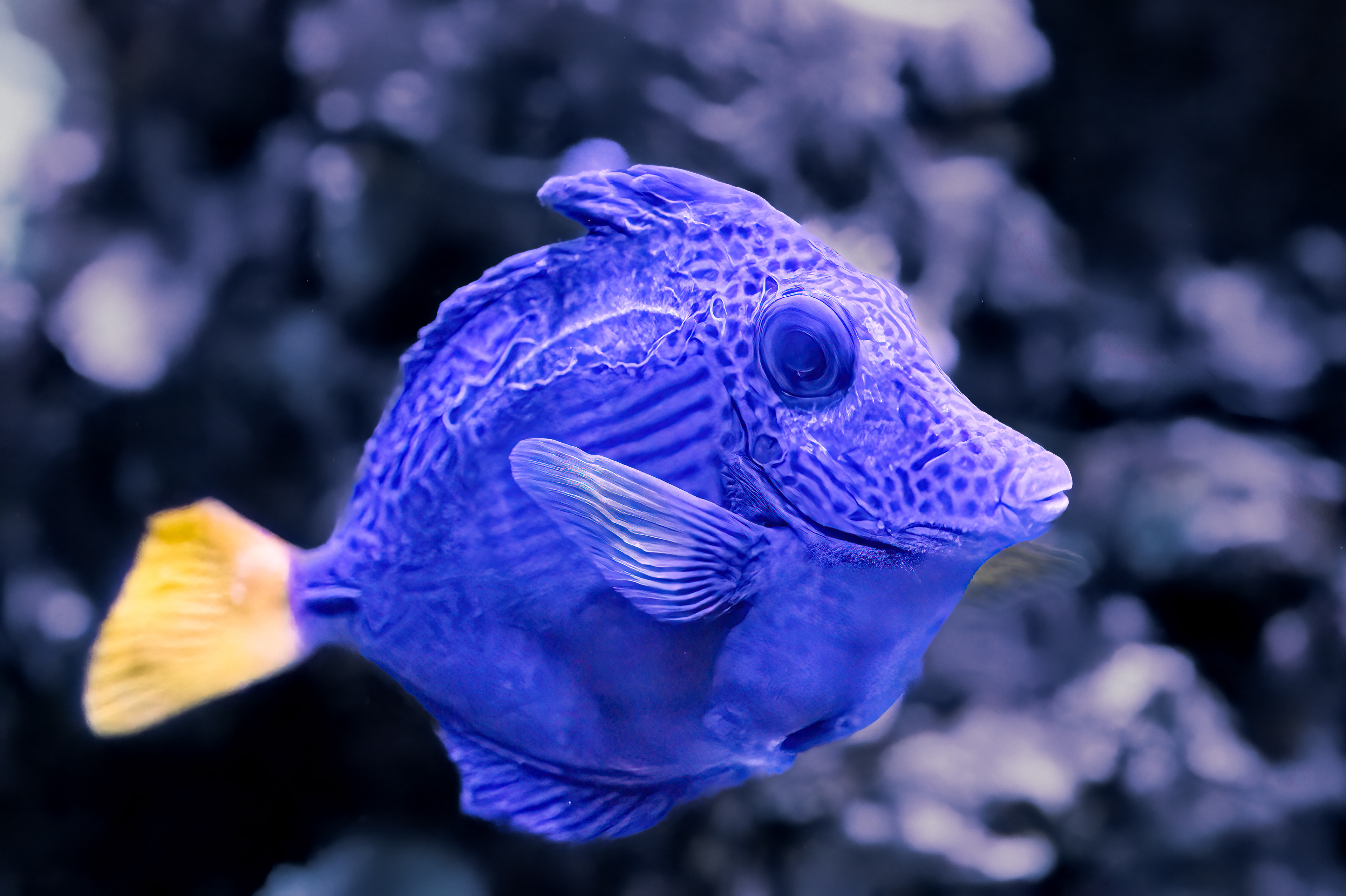 Bodlok fialový (Zebrasoma xanthurum)