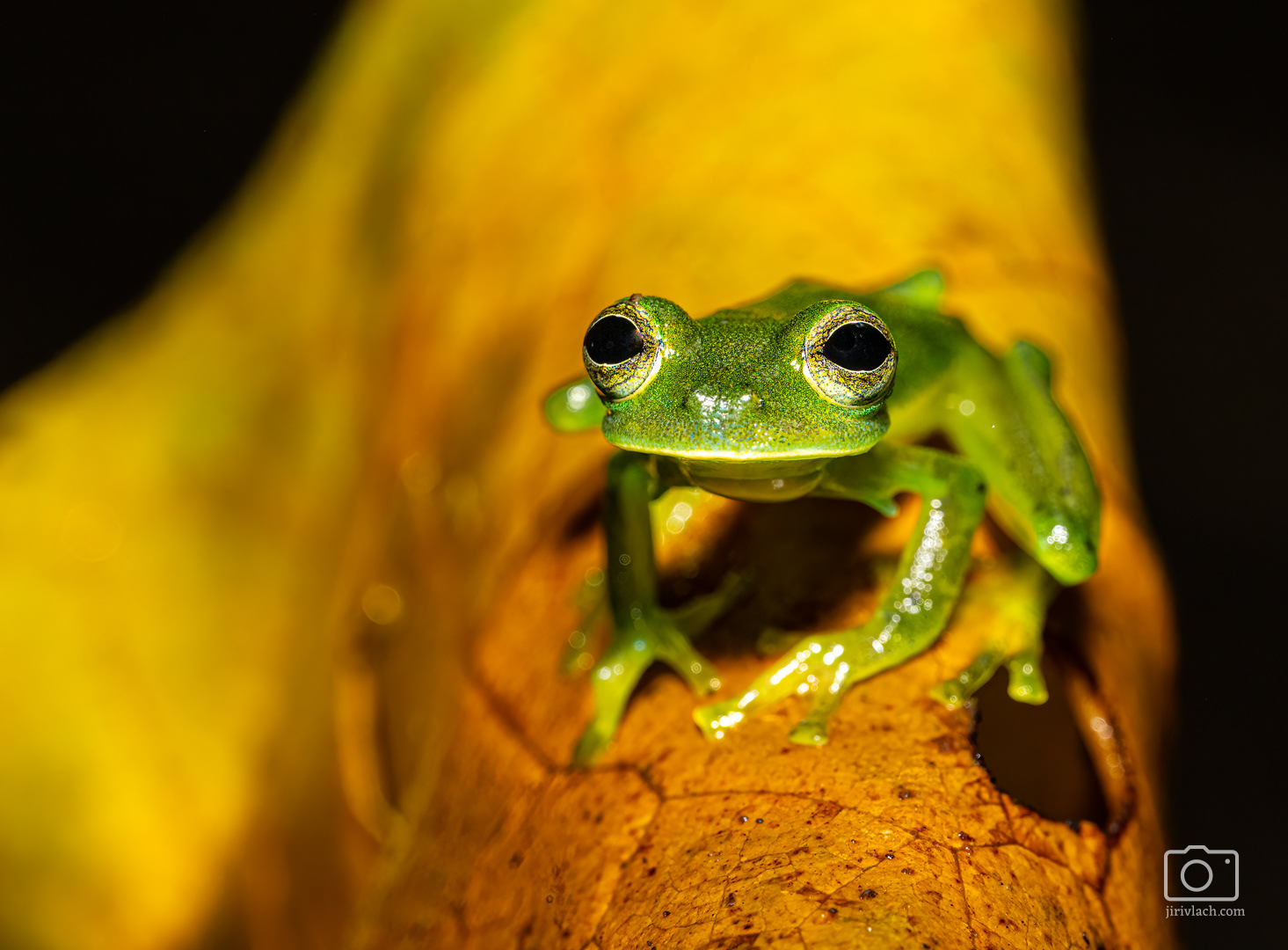 Rosněnka průsvitná (Emerald glass frog, Centrolene prosoblepon)