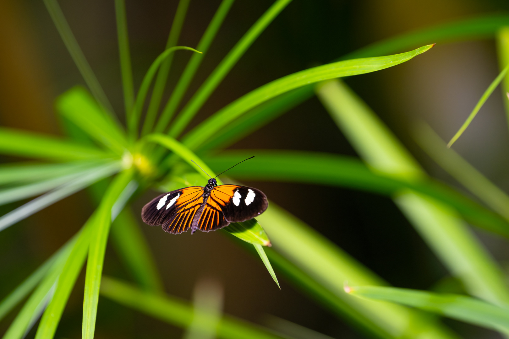 Heliconius melpomene (Postman butterfly), Fata Morgana, Praha, 05/2024