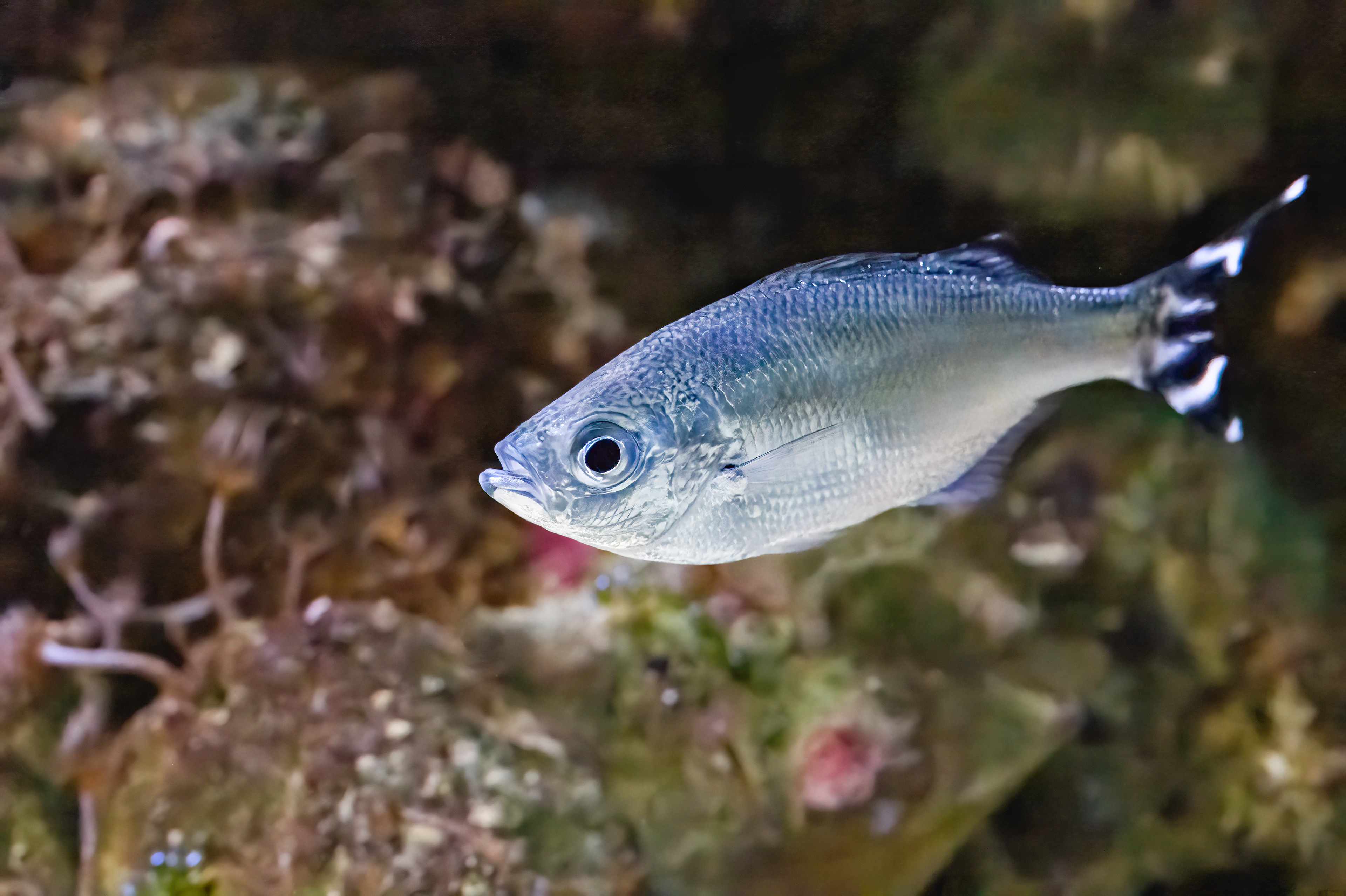 Praporkovec cípalovitý (Kuhlia mugil)