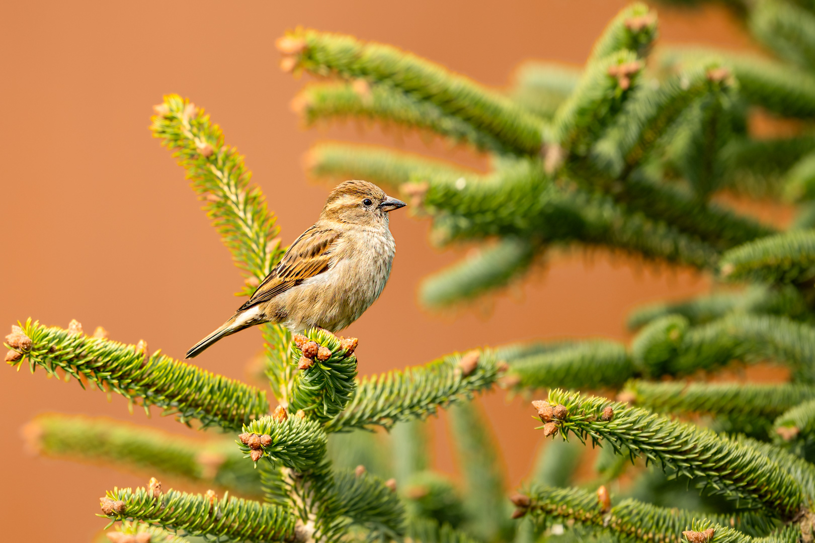 Vrabec domácí (Passer domesticus), Pyšely, 03/2024