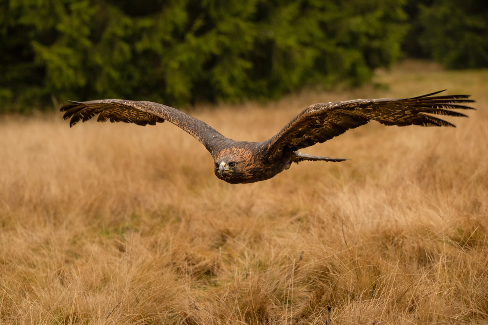Orel skalní (Aquila chrysaetos), Vysočina, 11/2022