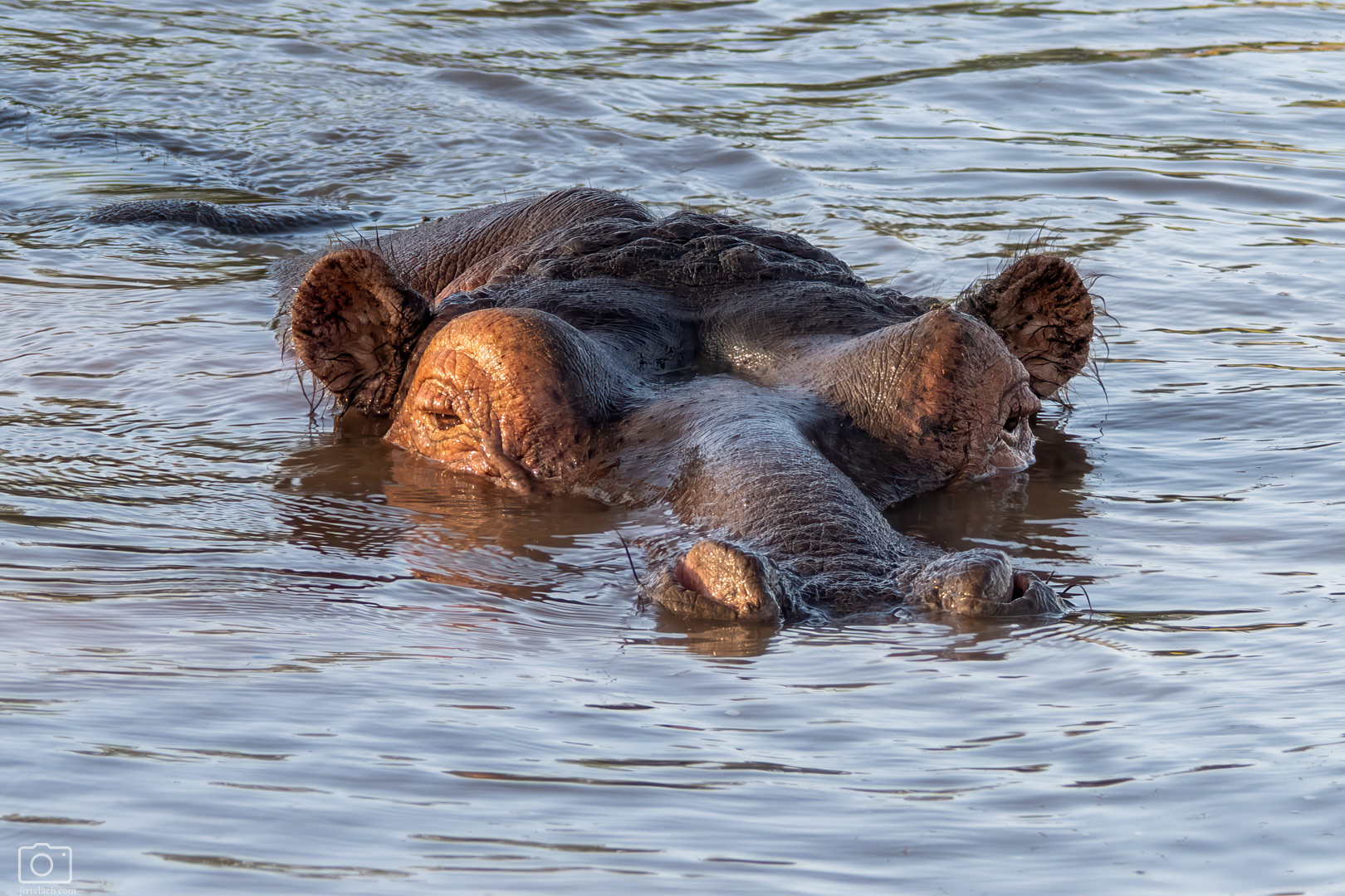 Hroch obojživelný (Hippopotamus amphibius), Kenya, 12/2025