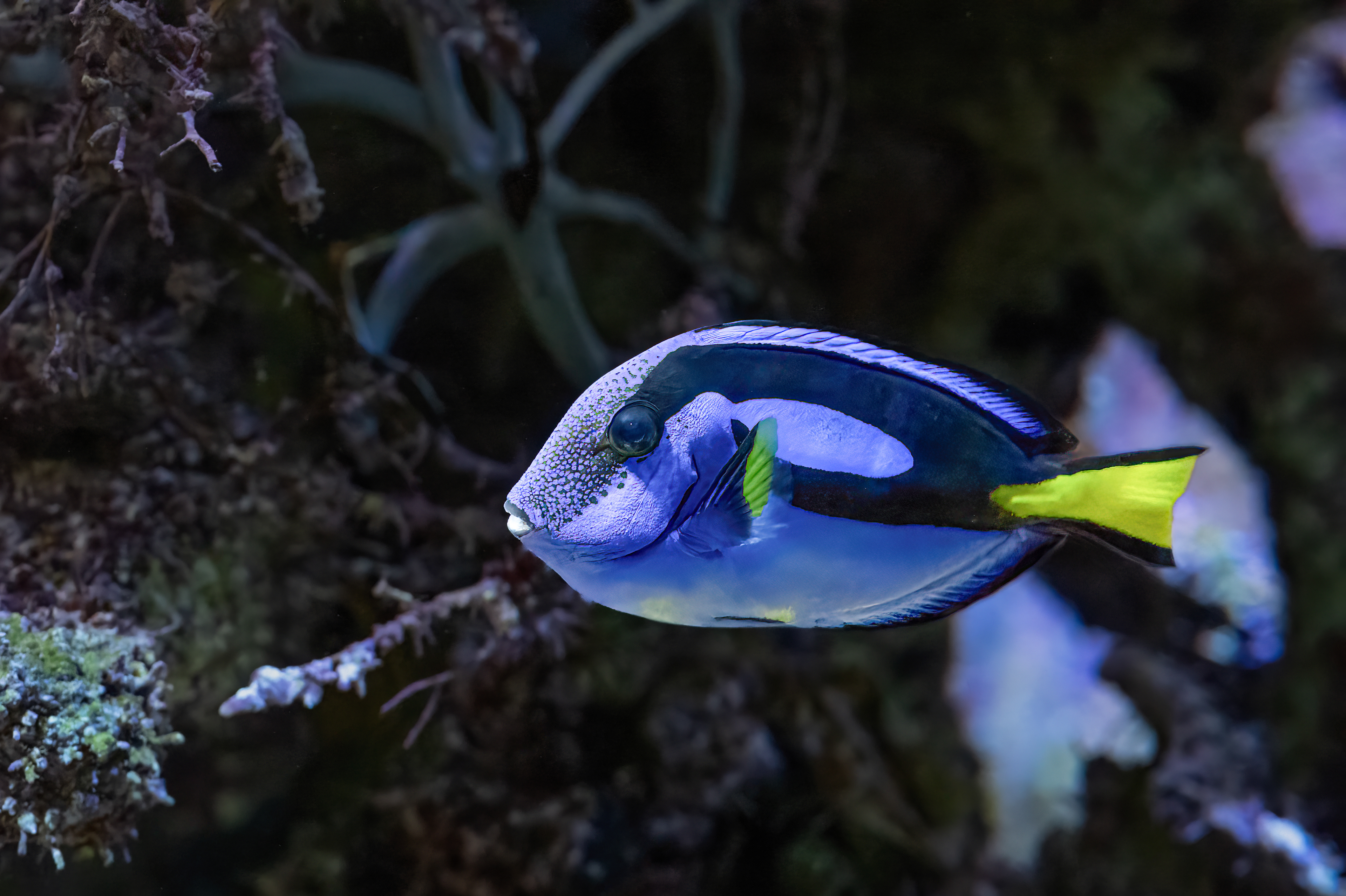 Bodlok pestrý (Paracanthurus hepatus)