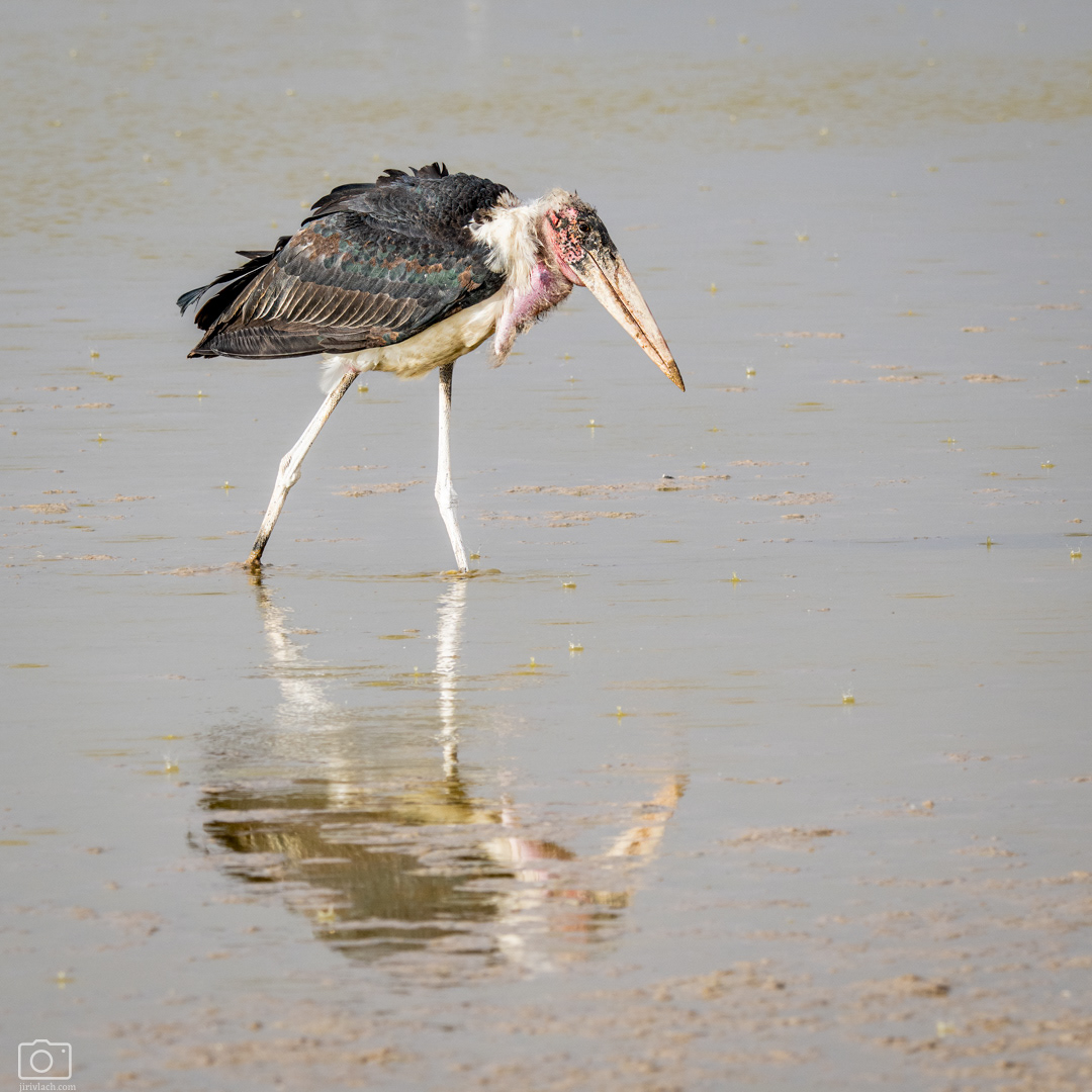 Marabu africký (Leptoptilos crumeniferus), Kenya, 12/2025