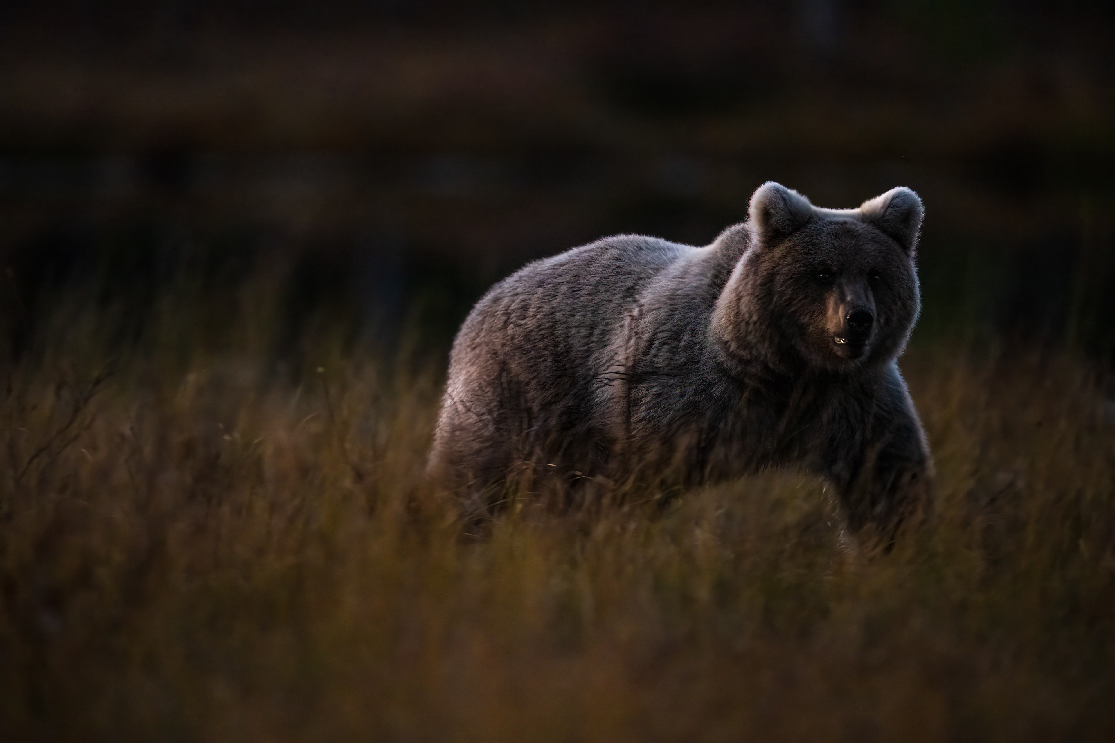 Medvěd hnědý (Ursus arctos), Finsko, 09/2025