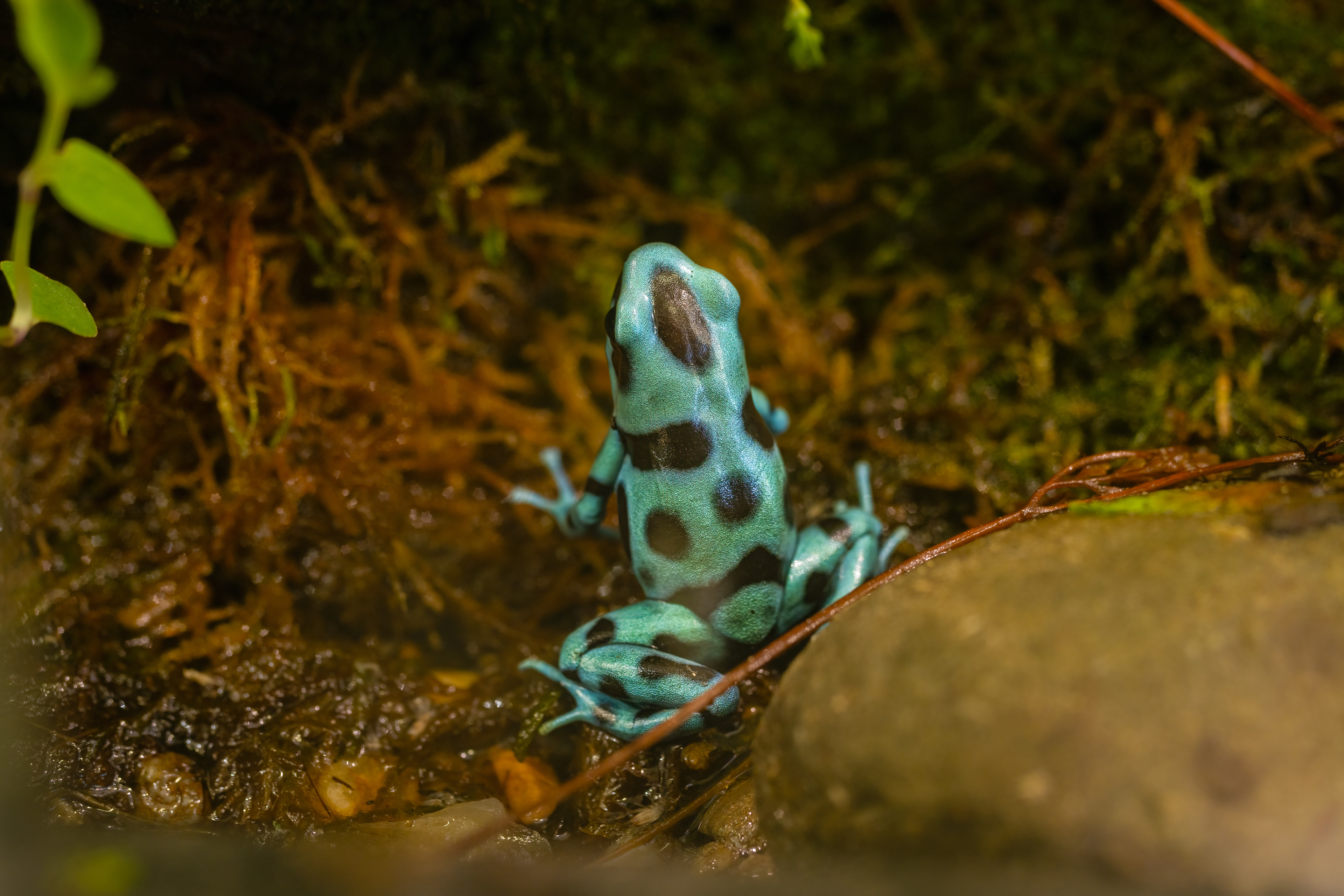 Pralesnička batikovaná "El Cope" (Dendrobates auratus "El Cope"), 08/2024