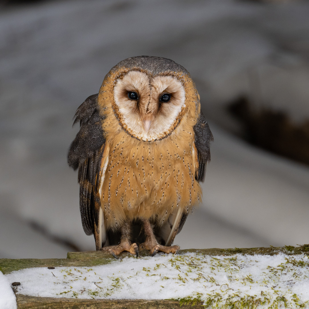 Sova pálená (Tyto alba), Vysočina, 03/2023