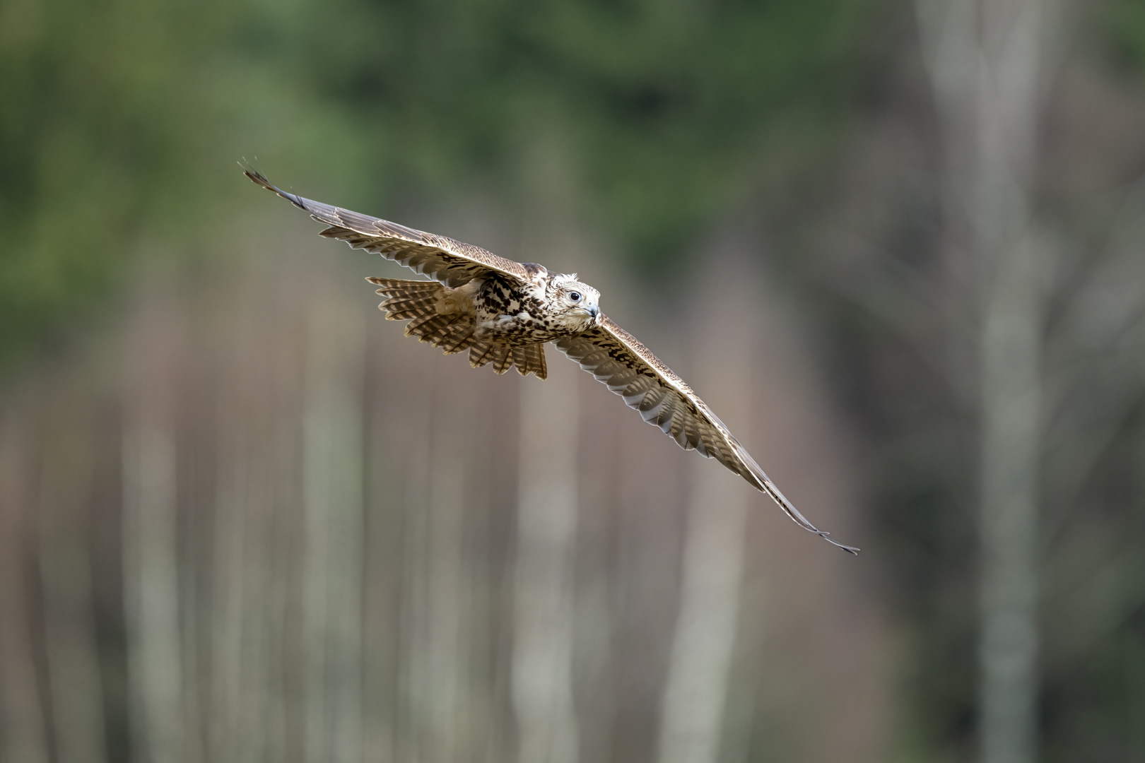 Raroh velký (Falco cherrug), Vysočina, 02/2024