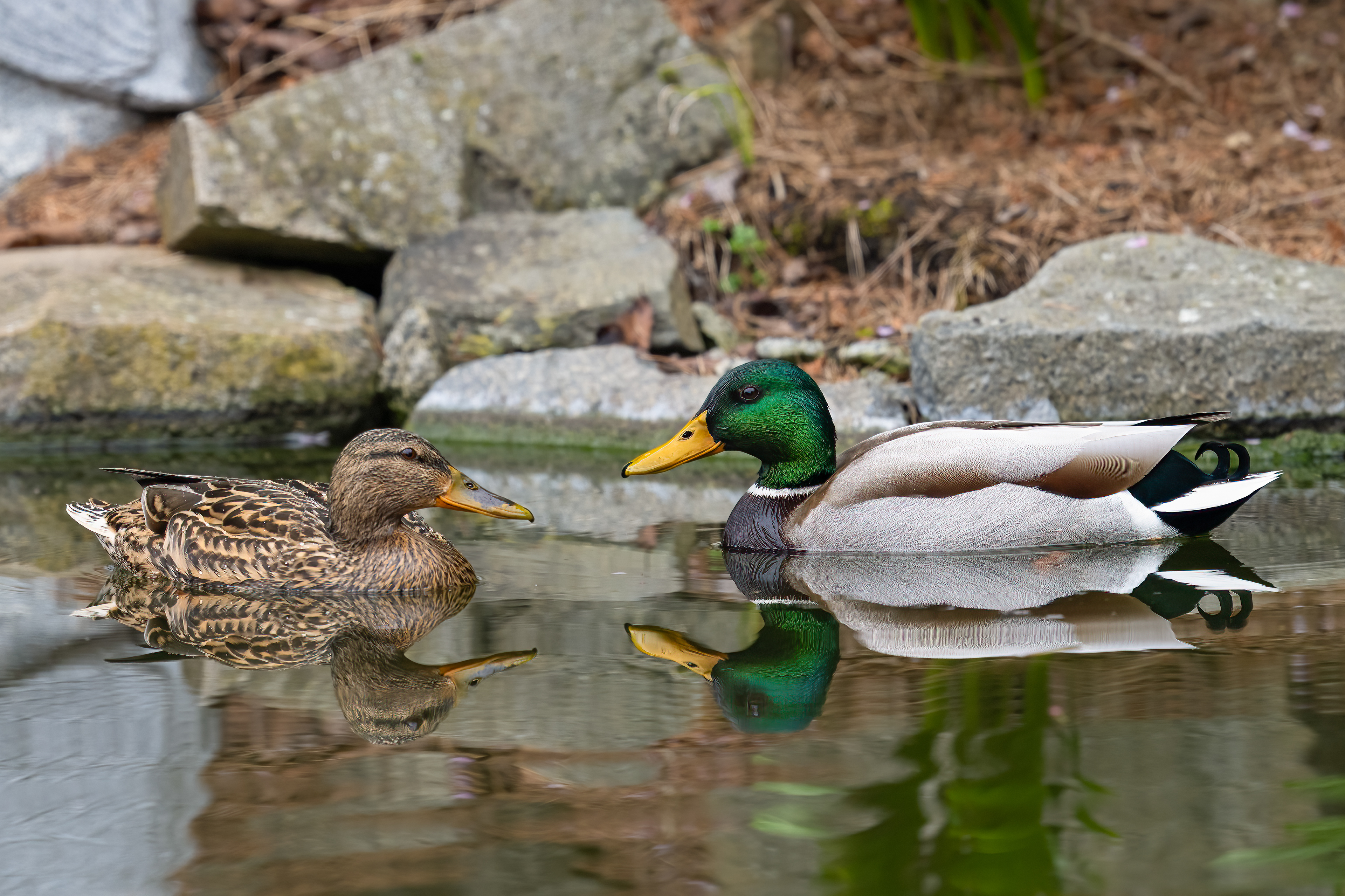 Kachna divoká (Anas platyrhynchos), Pyšely, 04/2024
