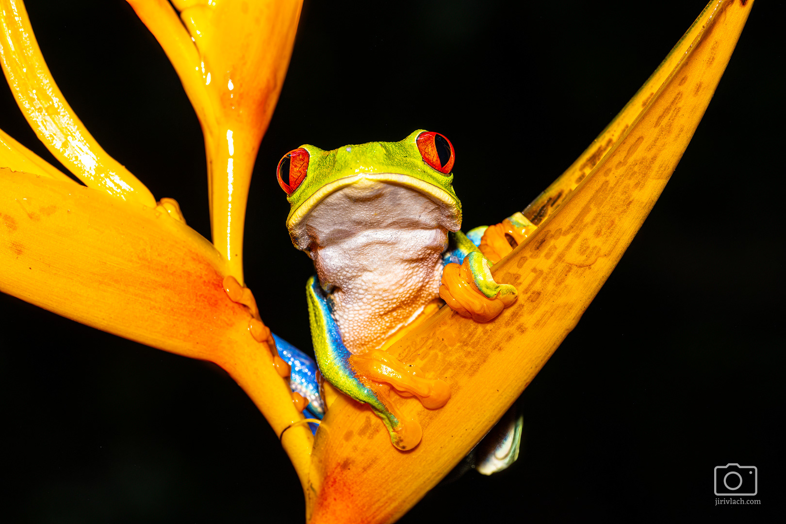 Listovnice červenooká (Red-eyed tree frog, Agalychnis callidryas)