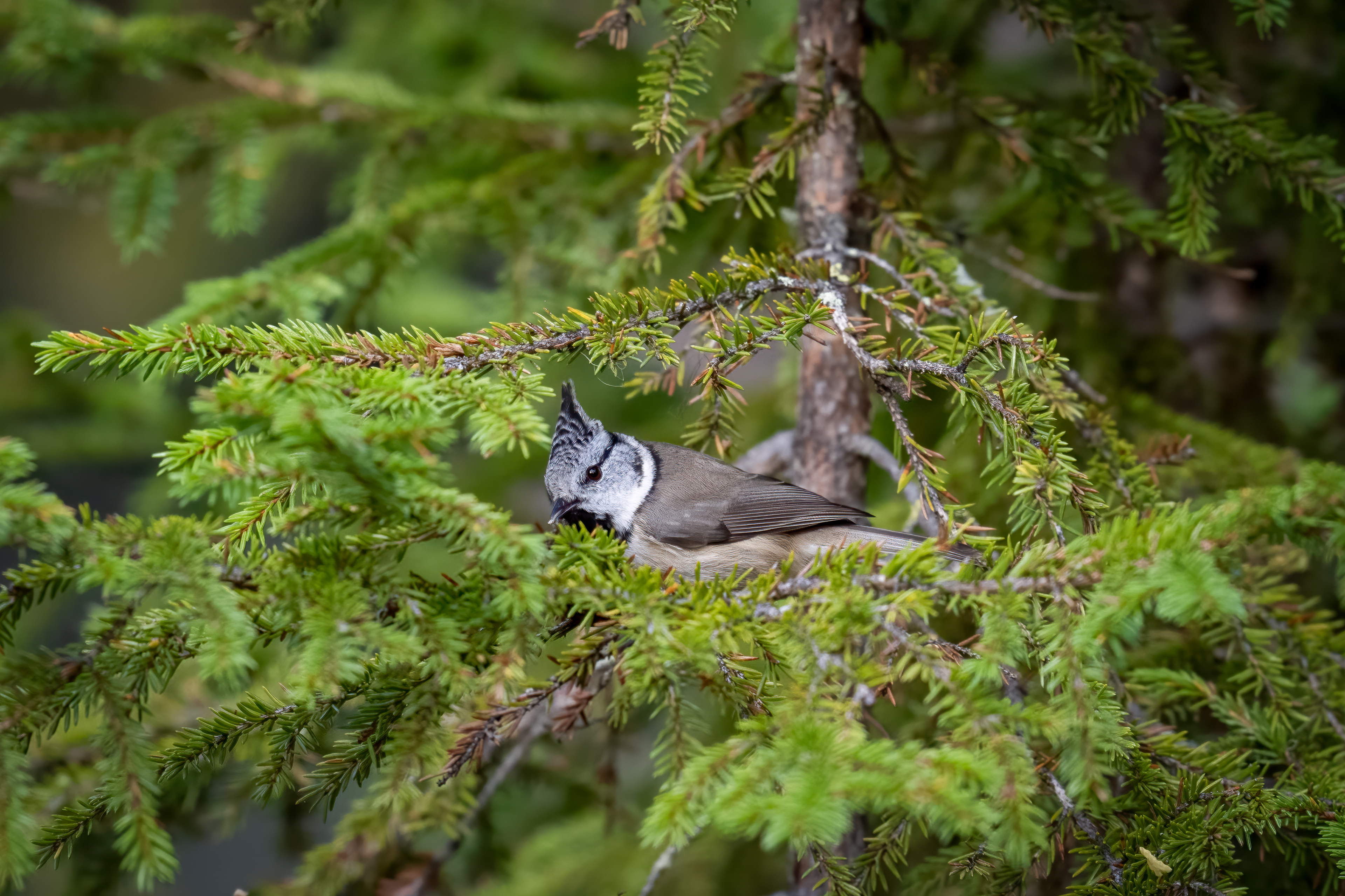 Sýkora parukářka (Parus cristatus), Finsko, 09/2025