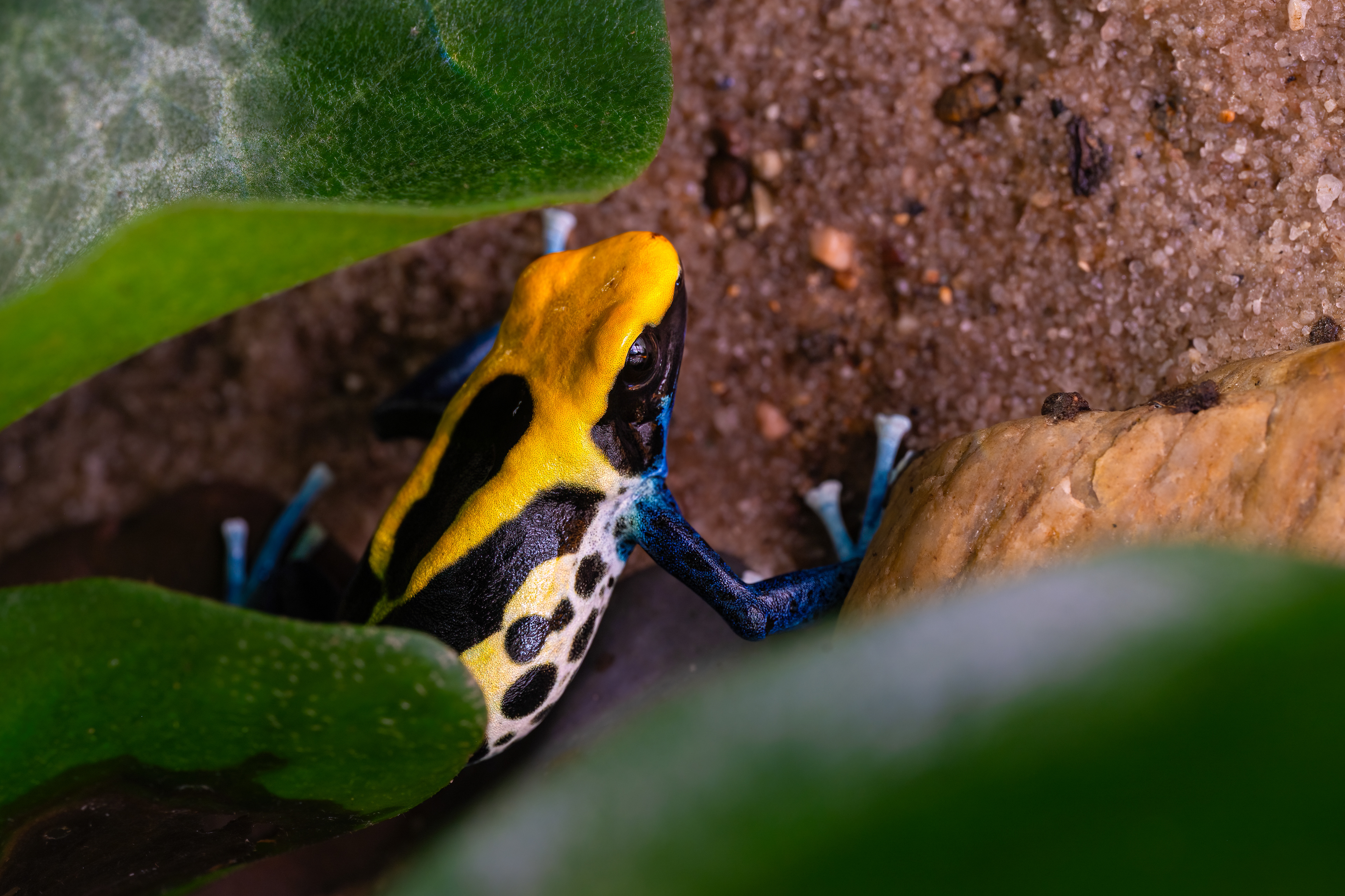 Pralesnička barvířská "Brazilian" (Dendrobates tinctorius "Brazilian"), 08/2024