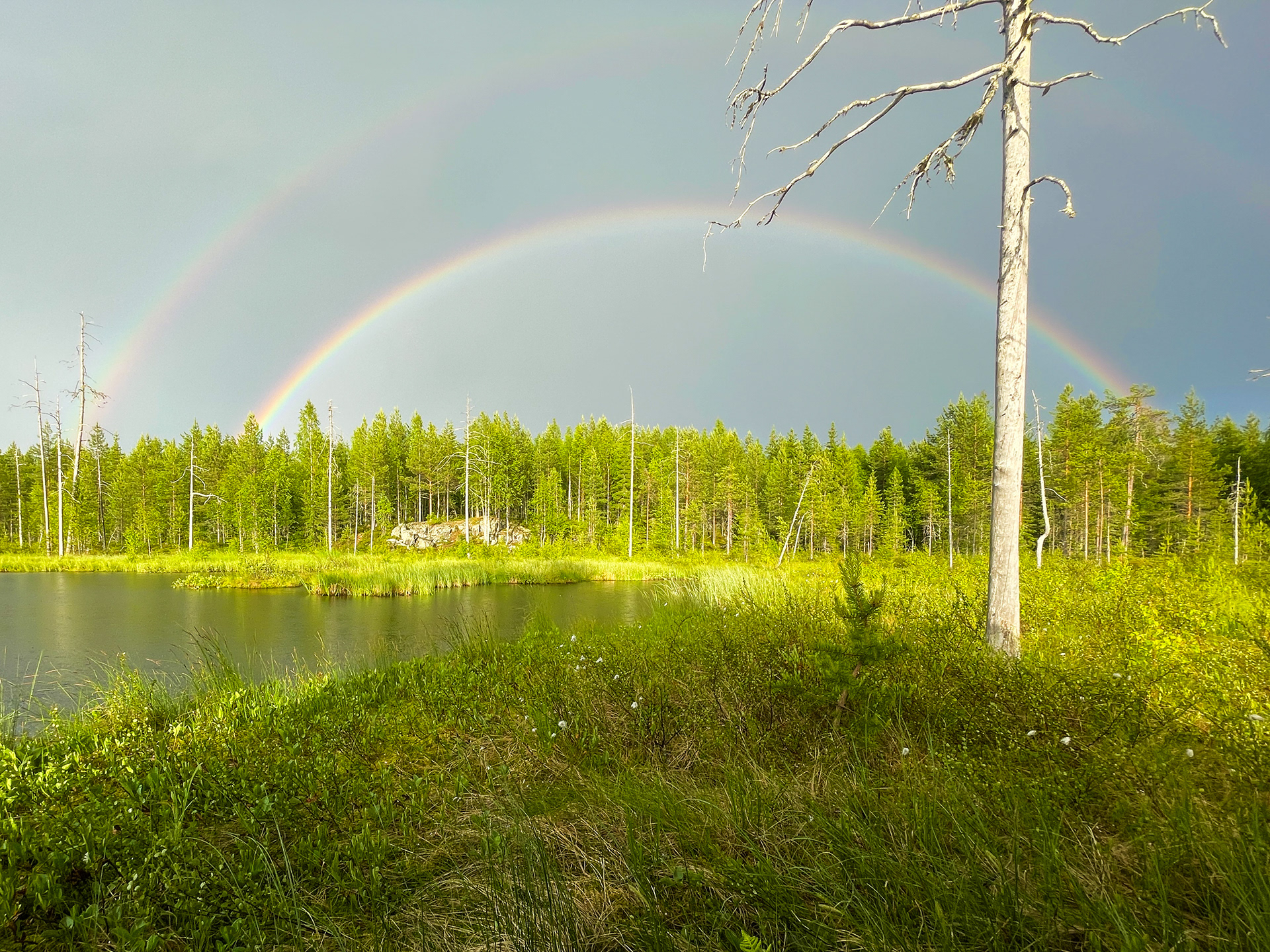 Finská tajga, ráno