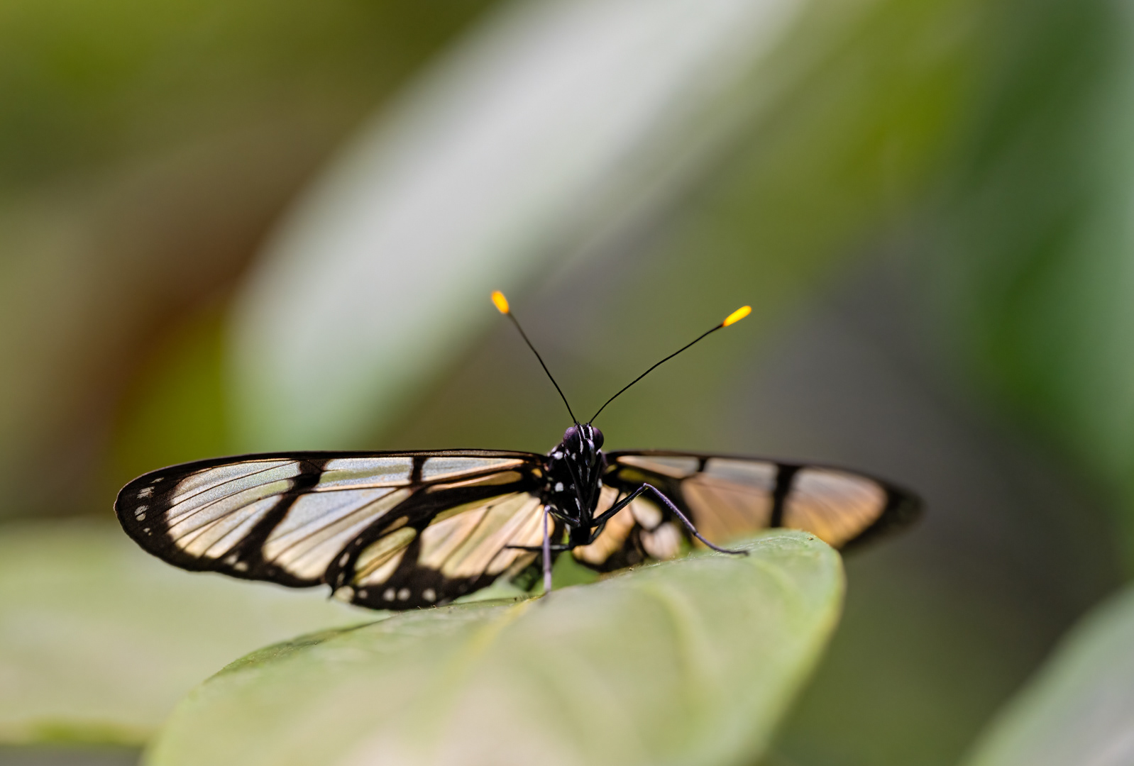 Methona confusa (Black glasswing), Fata Morgana, Praha, 05/2024