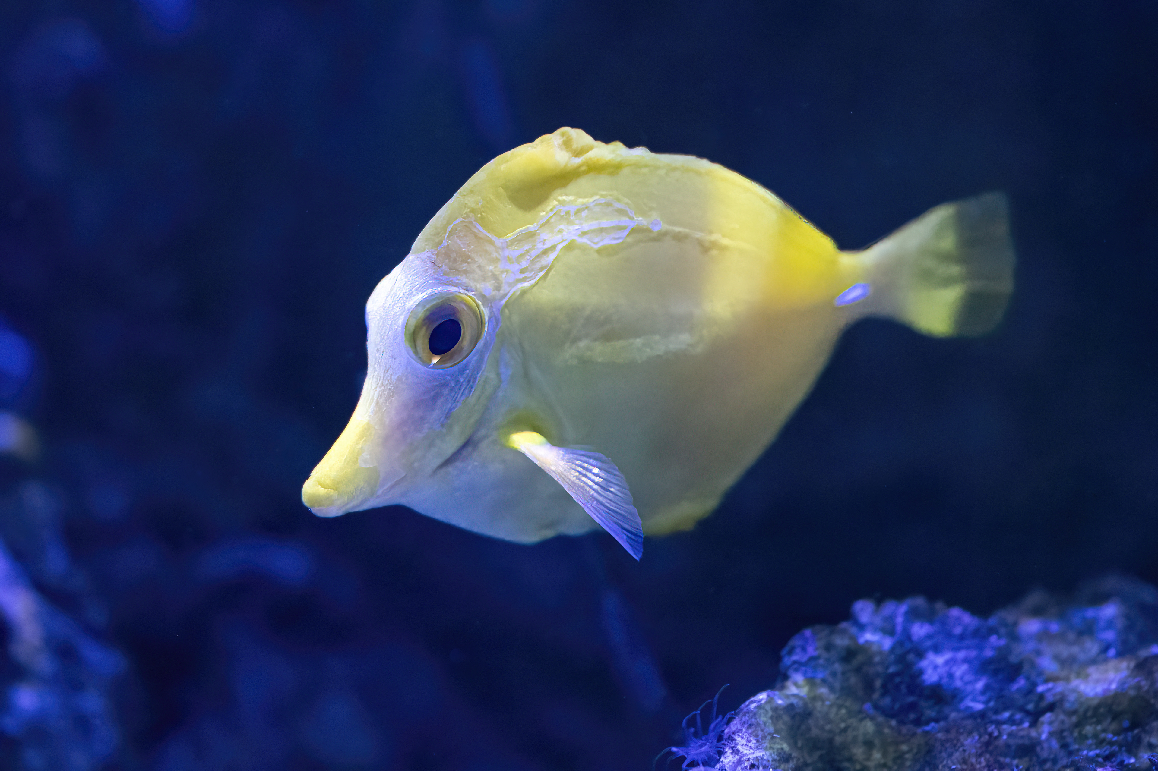 Bodlok žlutý (Zebrasoma flavescens)