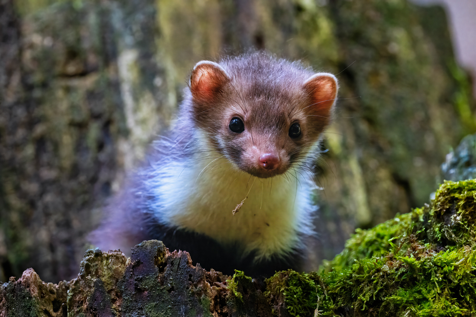 Kuna skalní (Martes foina), Vysočina, 07/2022