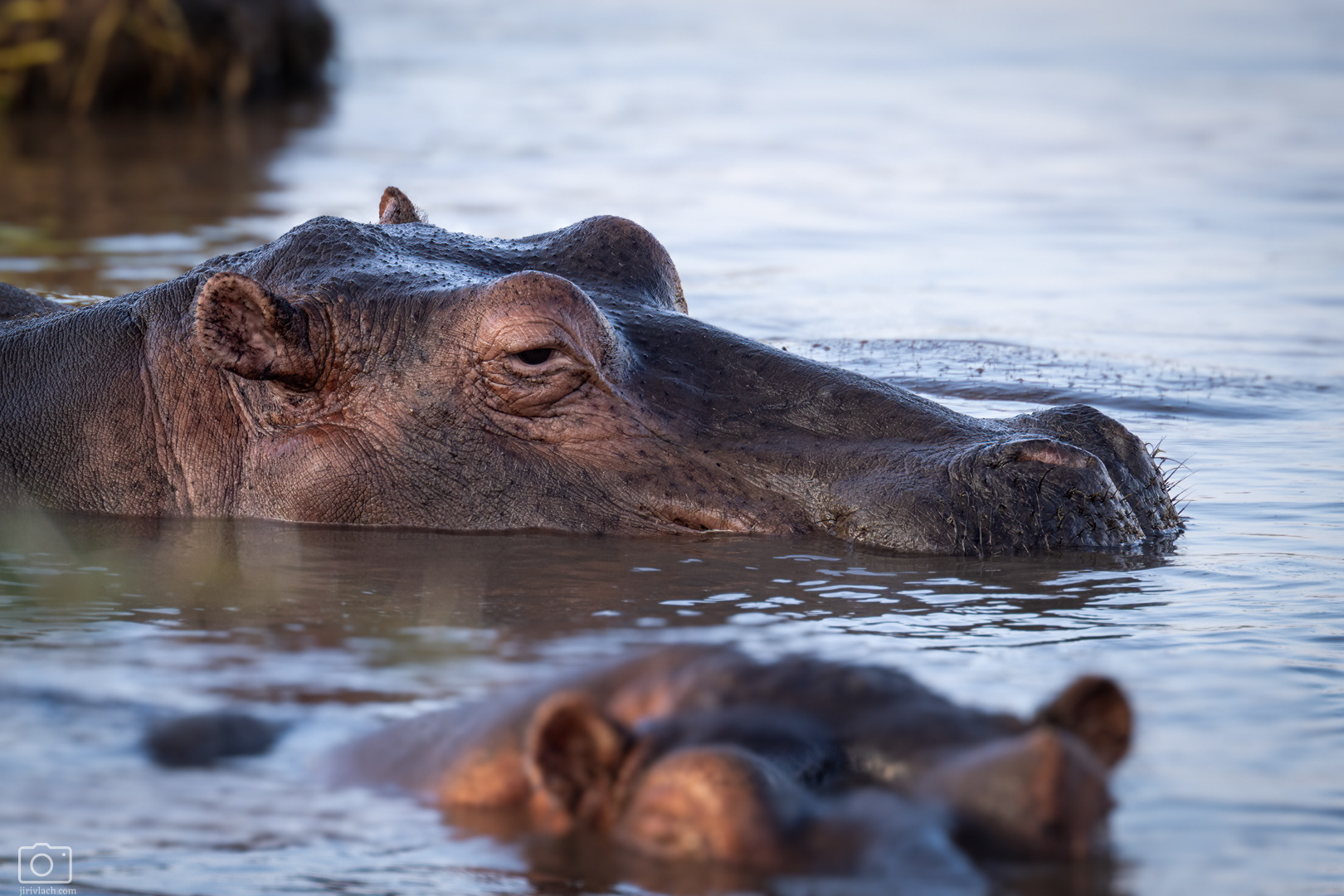 Hroch obojživelný (Hippopotamus amphibius), Kenya, 12/2025