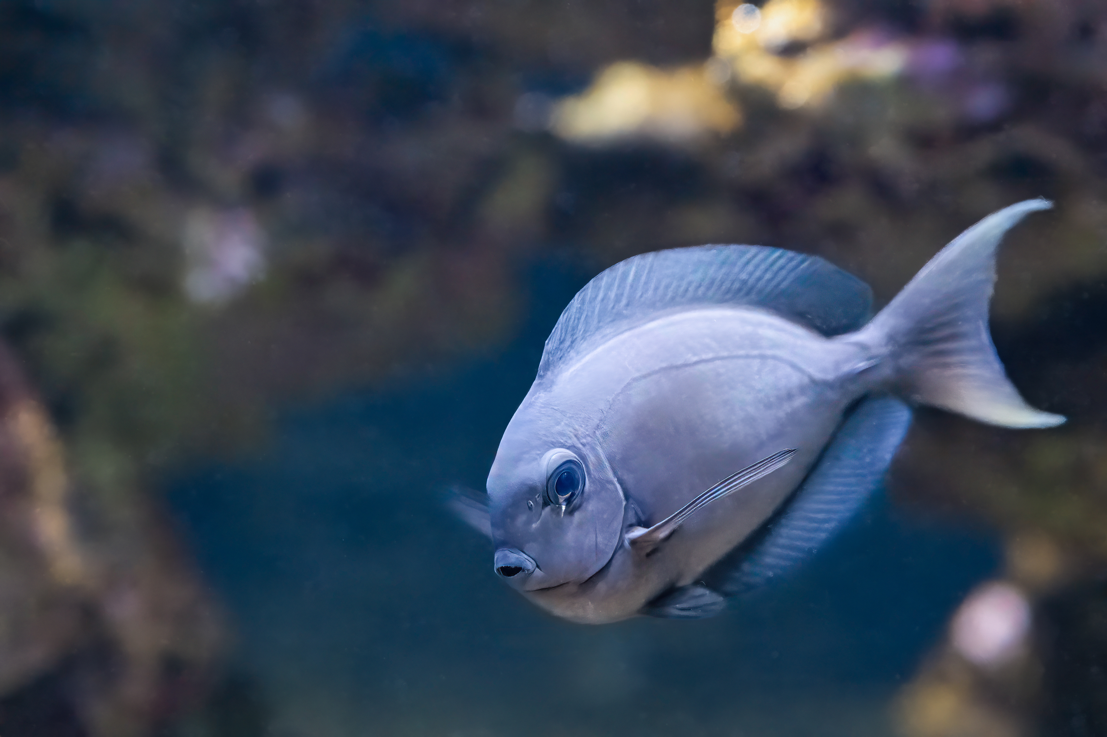 Bodlok Thompsonův (Acanthurus thompsoni)