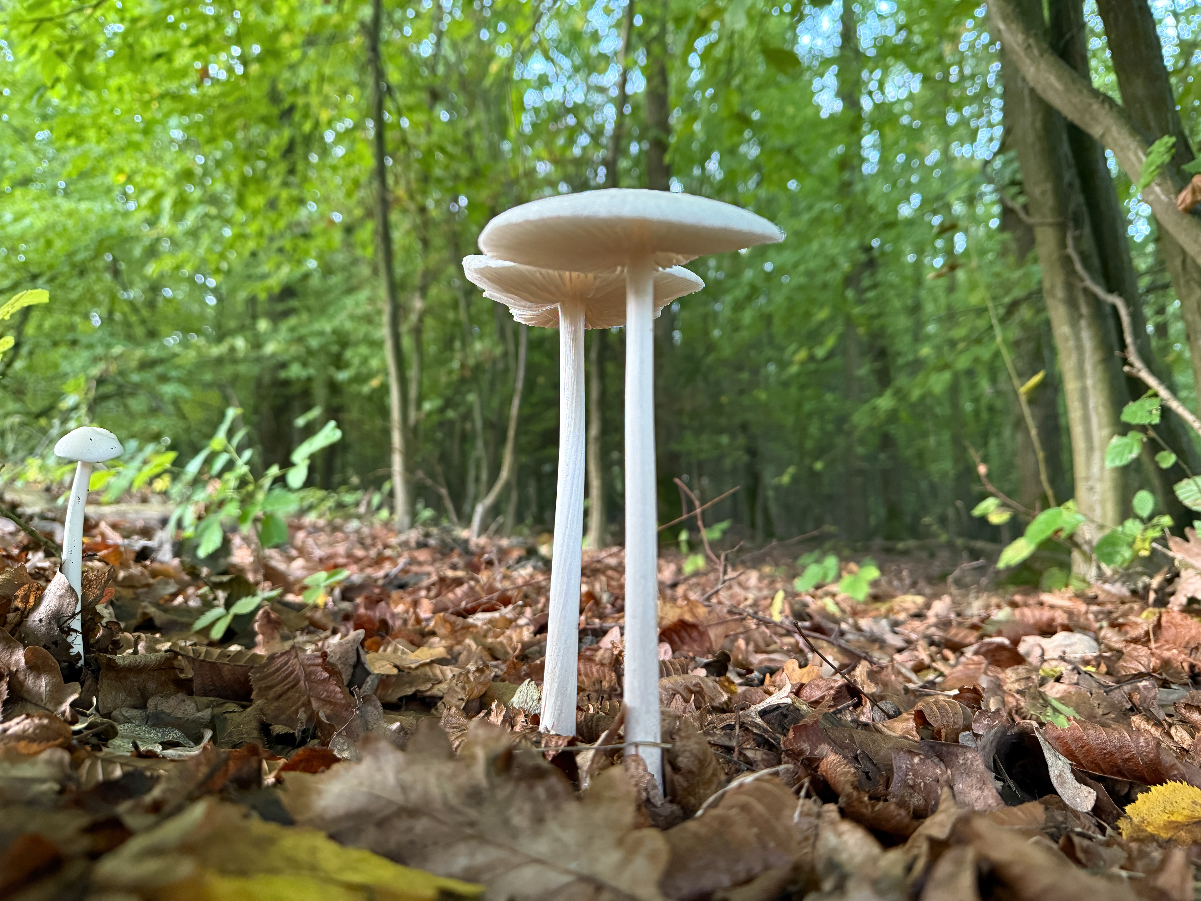 Penízovka kořenující (Hymenopellis radicata)