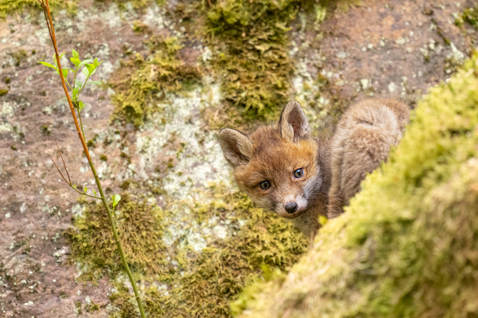 Liška obecná (Vulpes vulpes), měsíční mládě, Vysočina, 03/2024