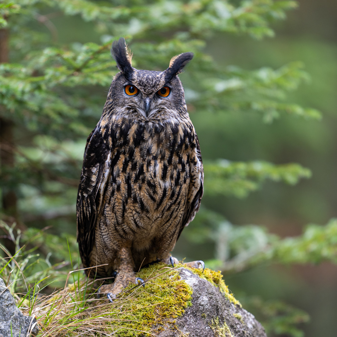 Výr velký (Bubo bubo), Vysočina, 03/2024