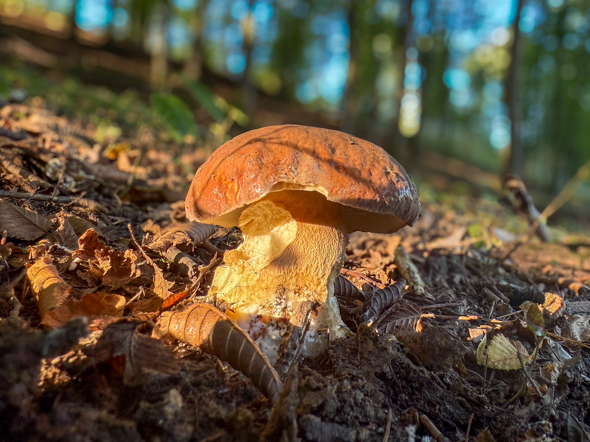 Hřib dubový (Boletus reticulatus)