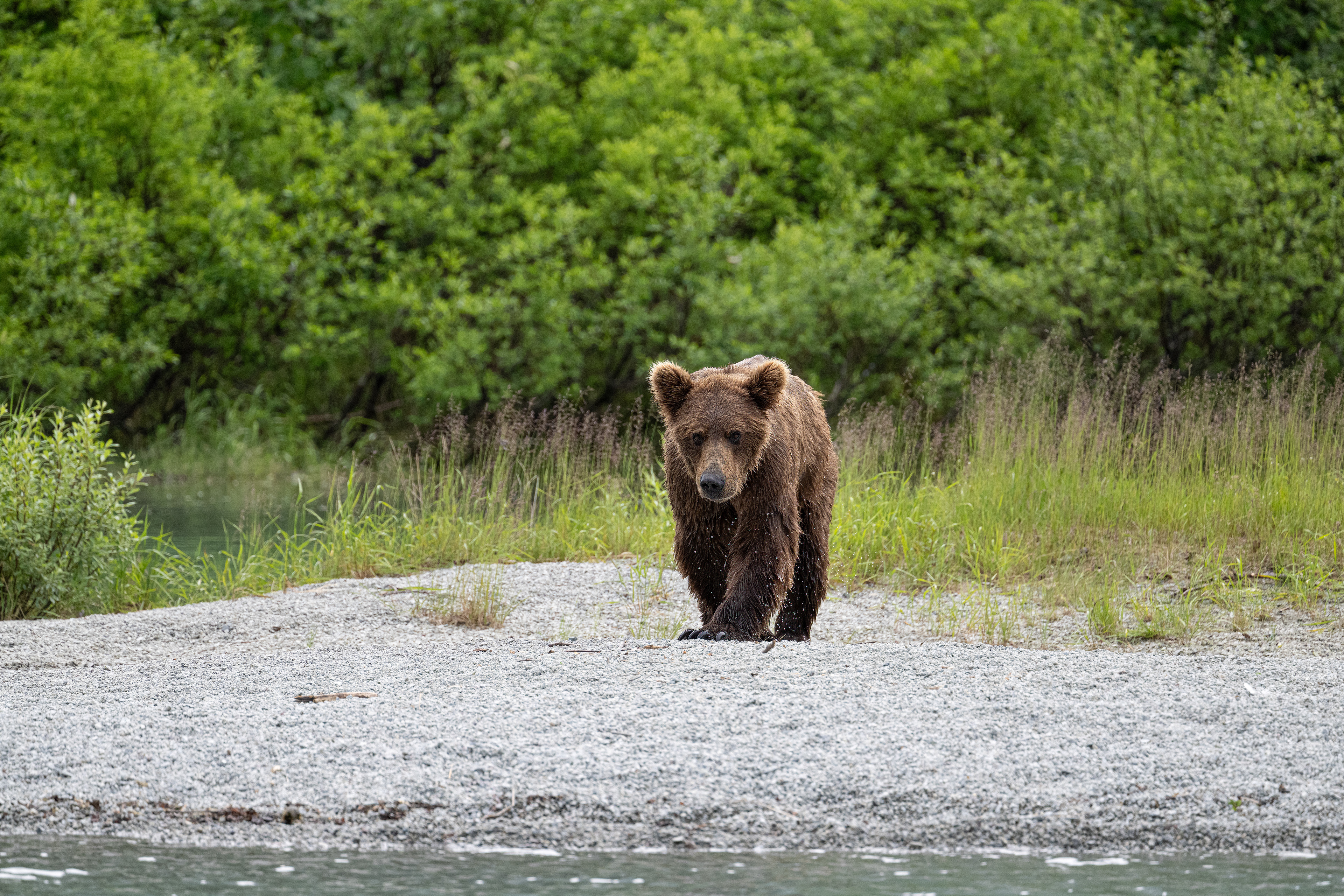 Medvěd grizzly (Ursus arctos horribilis), Aljaška, 07/2023