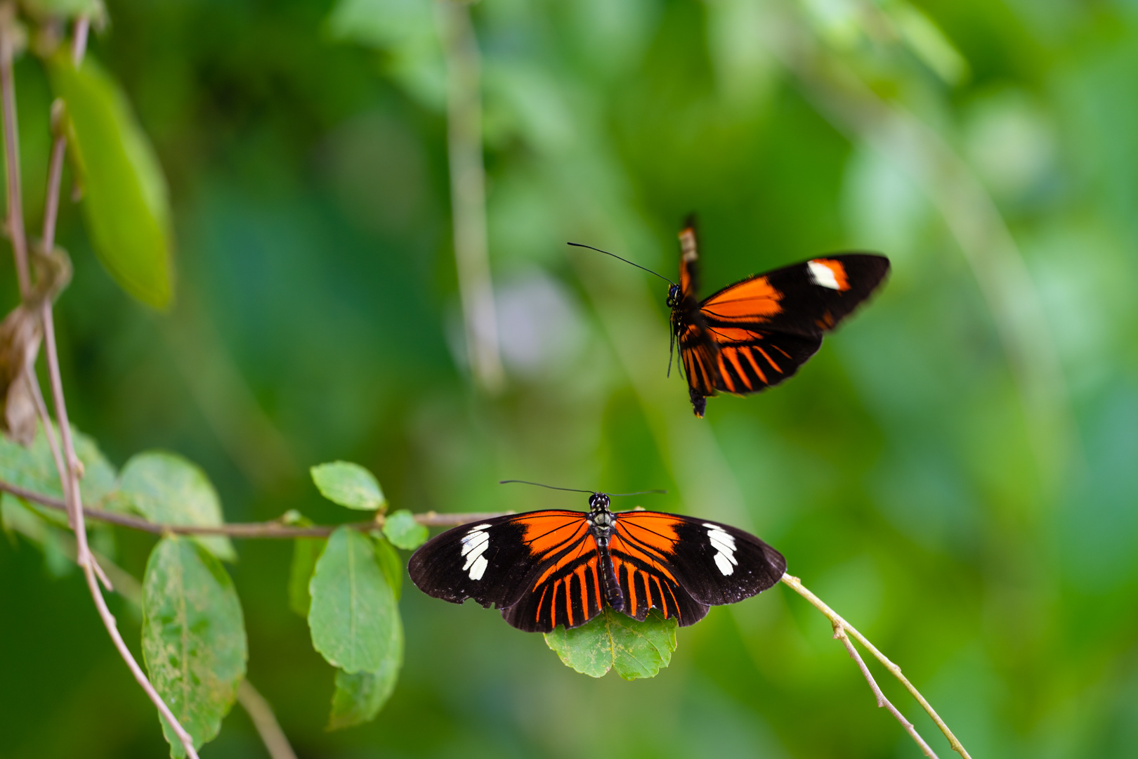 Heliconius melpomene (Postman butterfly), Fata Morgana, Praha, 05/2024