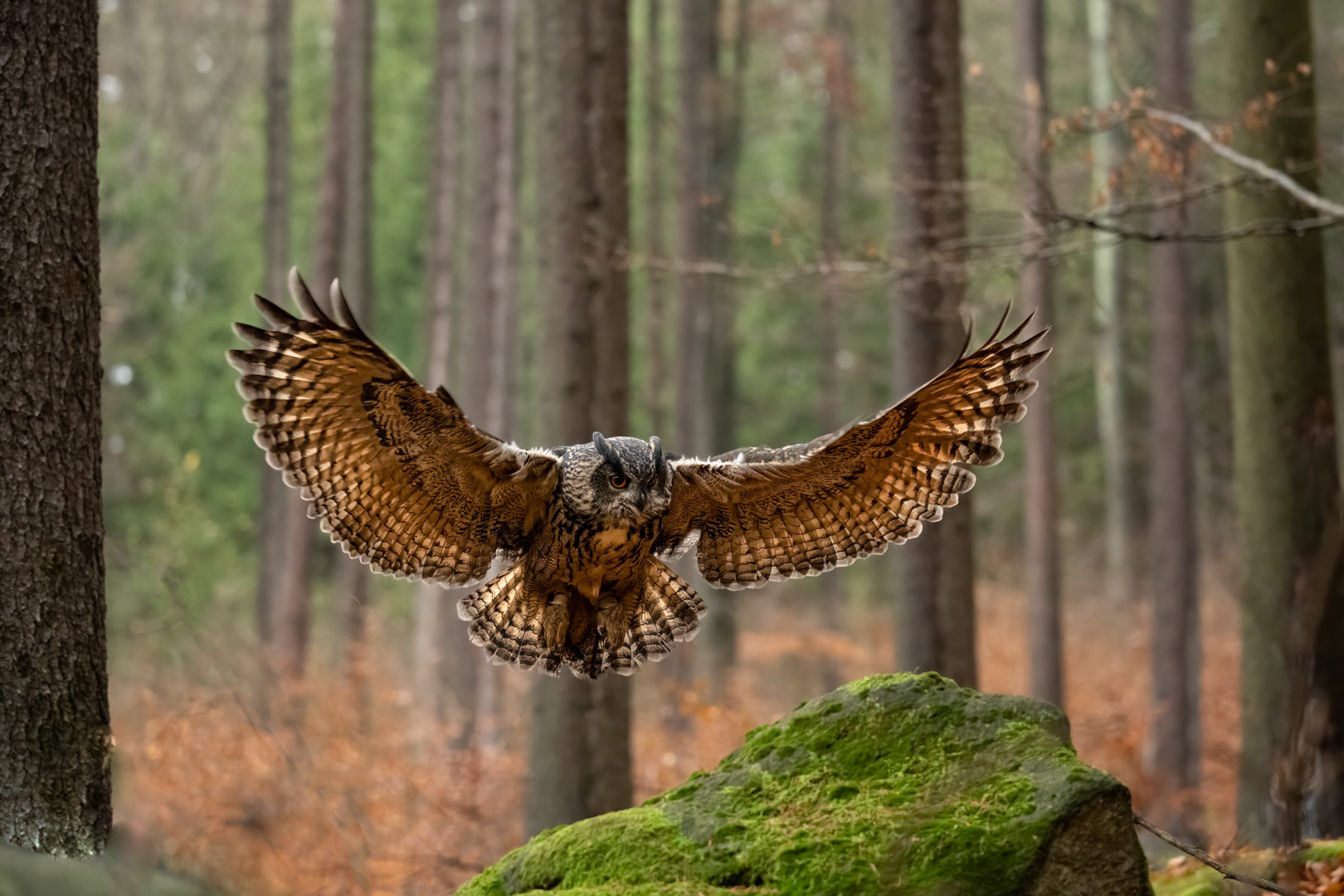 Výr velký (Bubo bubo), Vysočina, 11/2022