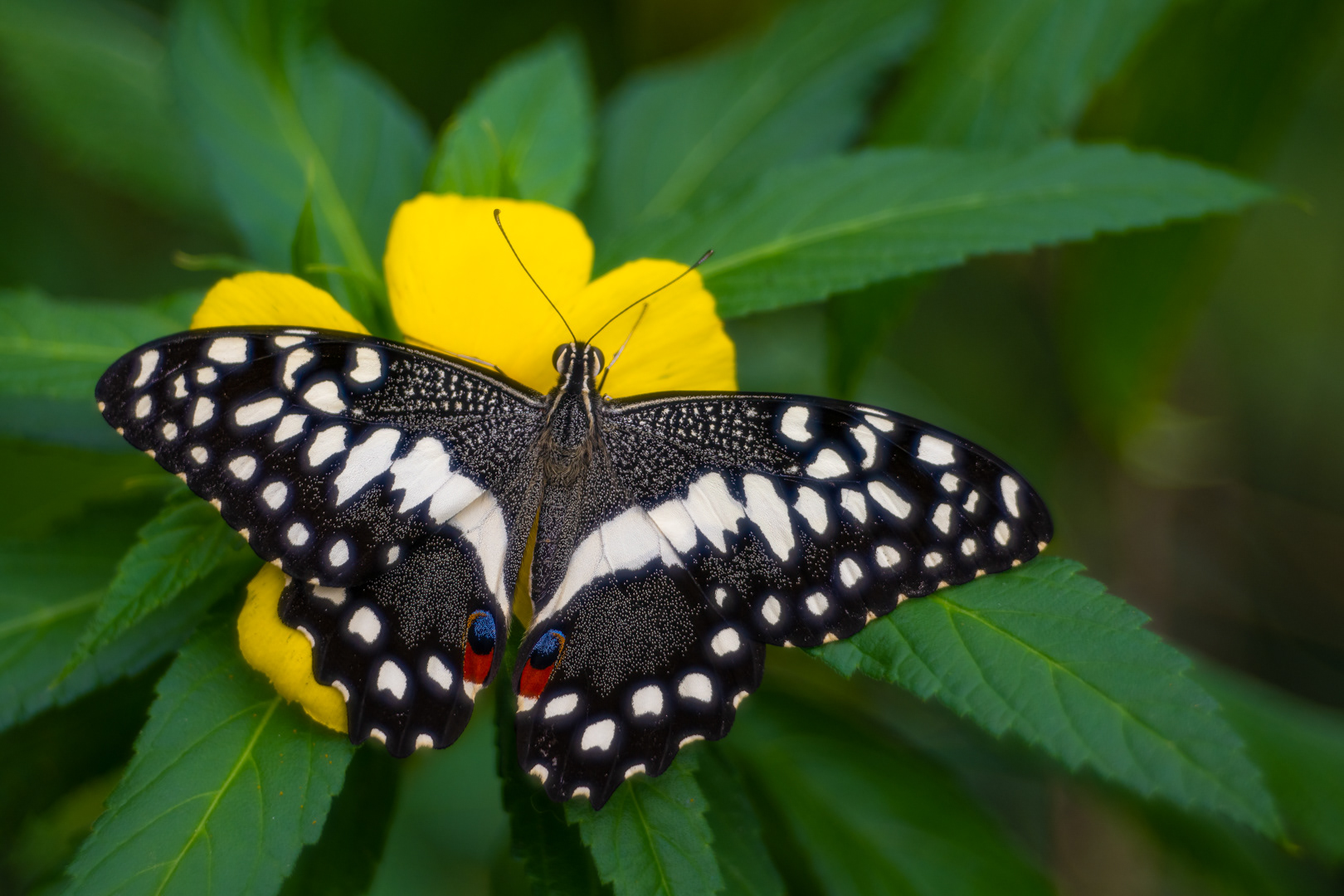 Otakárek citrusový (Papilio demoleus), Fata Morgana, Praha, 04/2023 