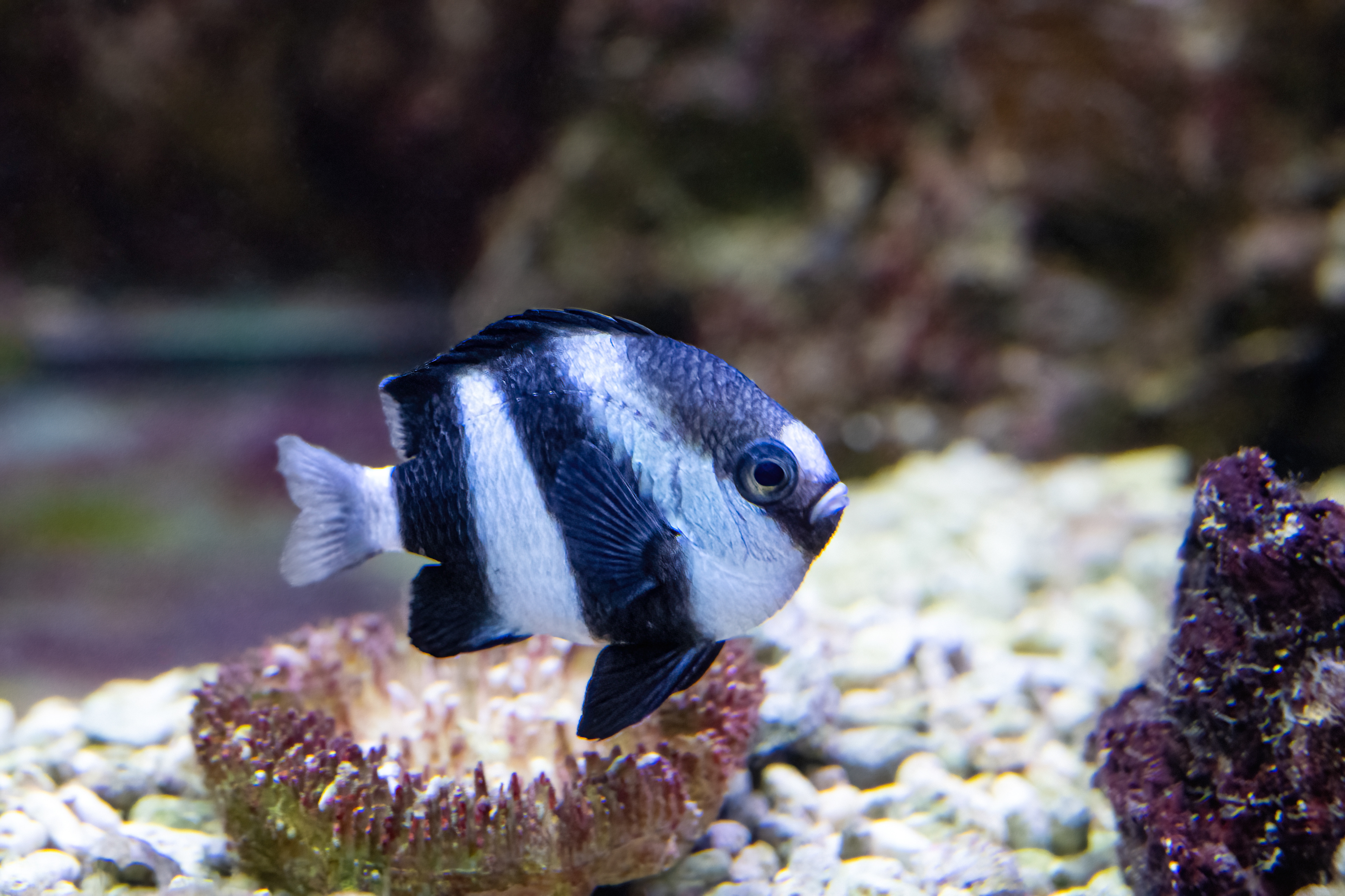 Komorník běloocasý (Dascyllus aruanus)