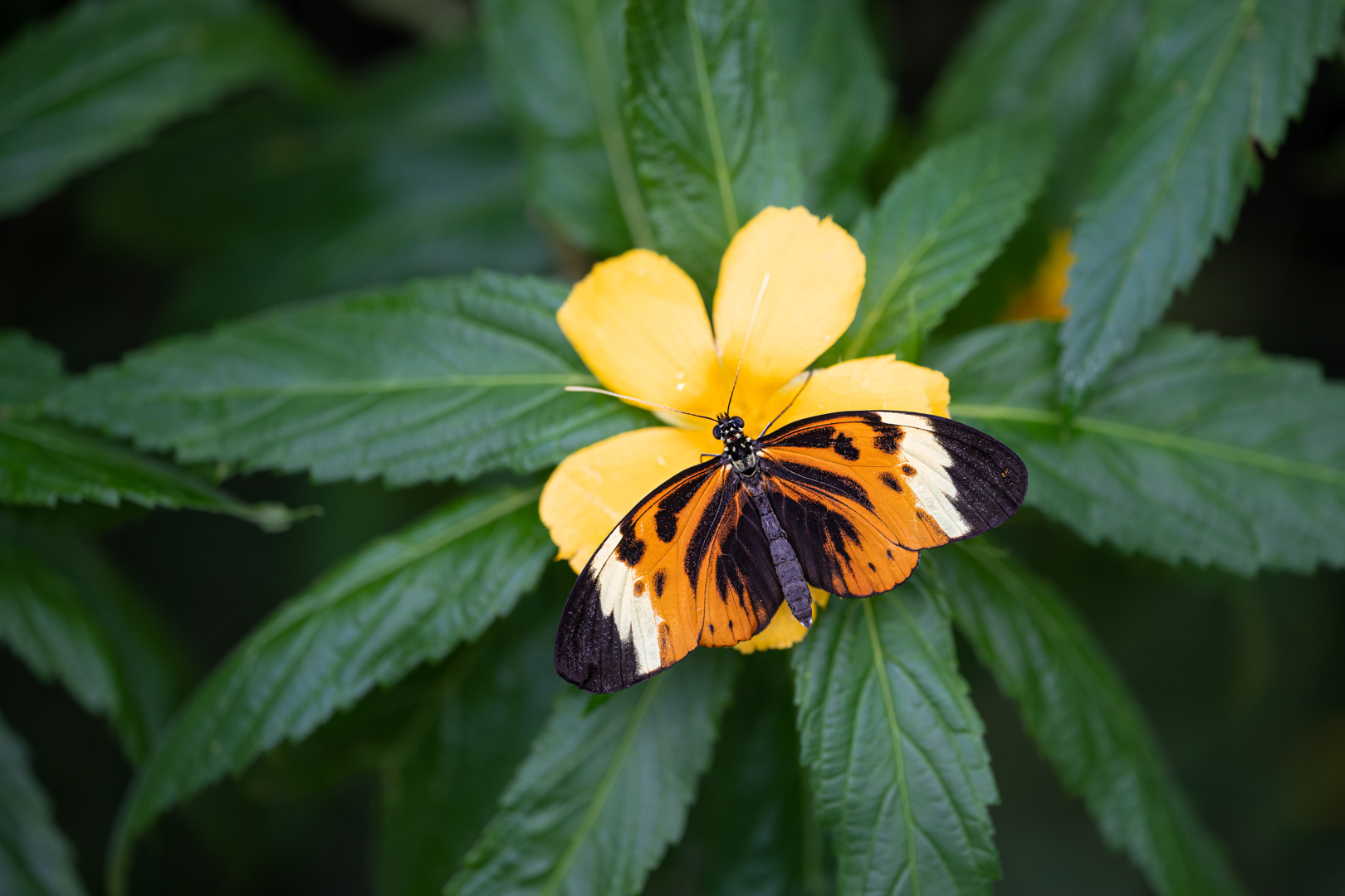 Heliconius Melpomene, Fata Morgana, Praha, 04/2023 