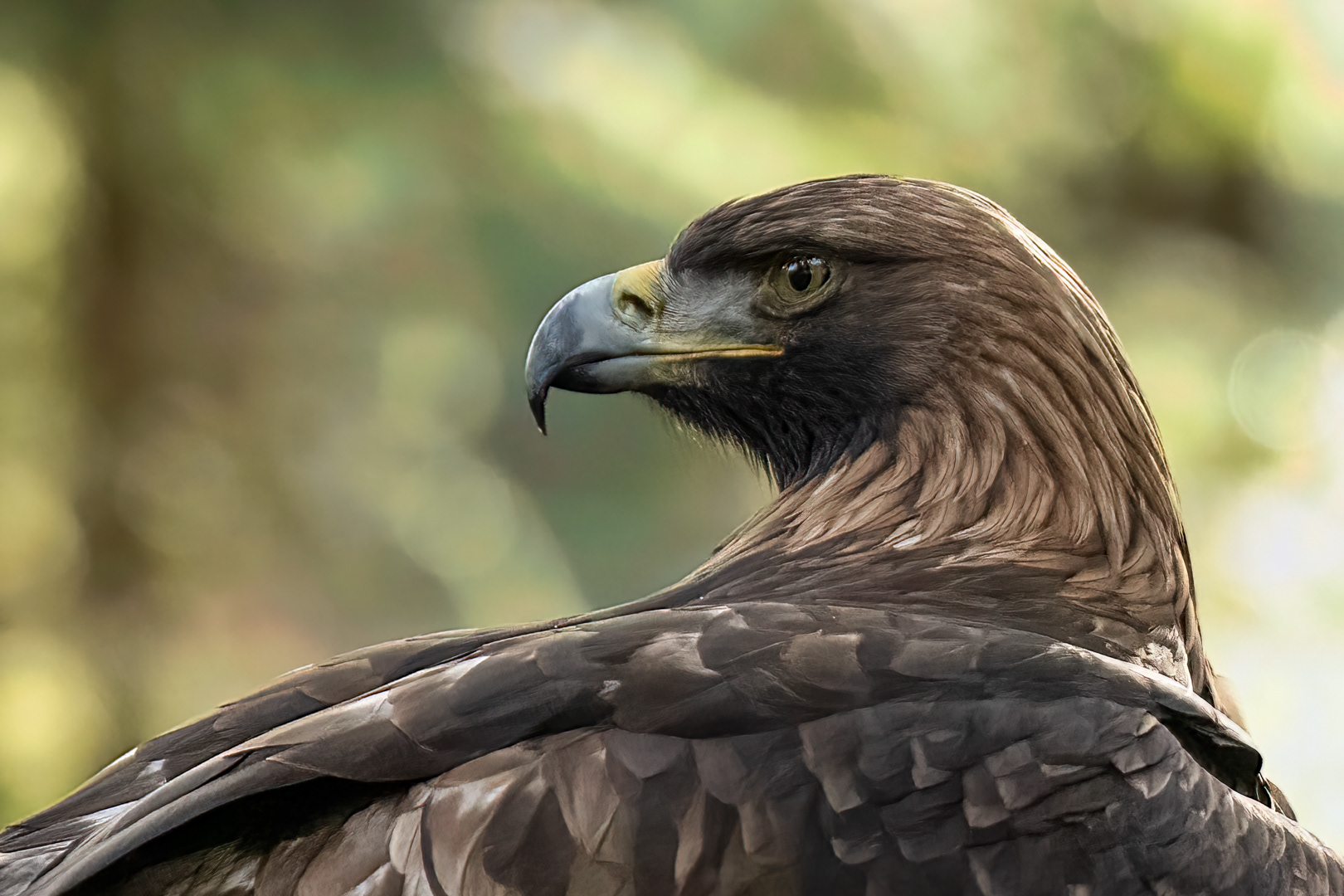 Orel skalní (Aquila chrysaetos), Vysočina, 02/2023