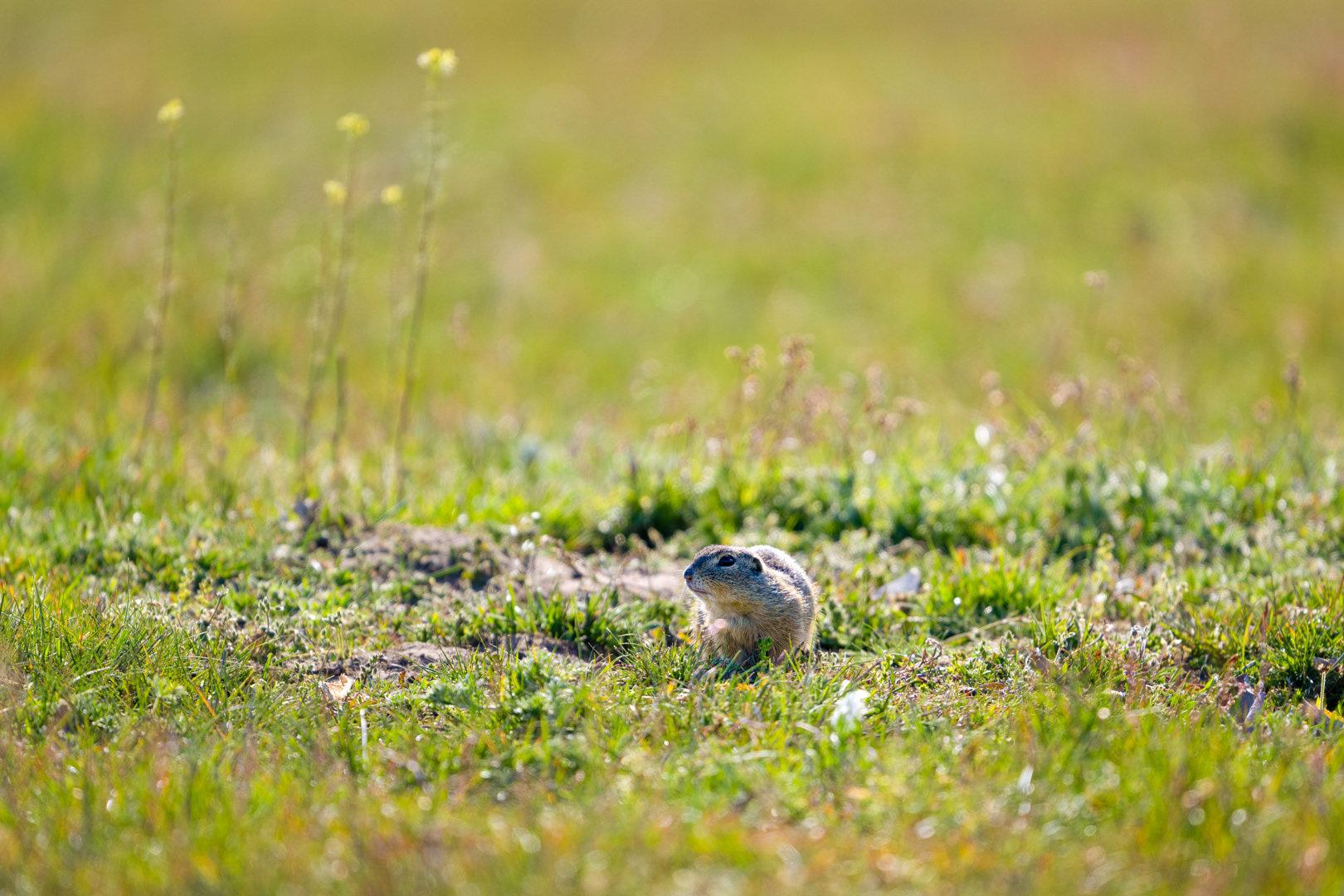 Sysel obecný (Spermophilus citellus), Radouč, 04/2024