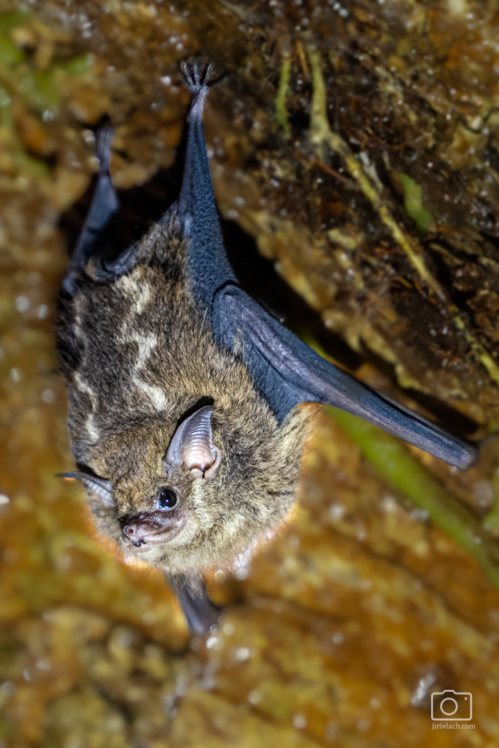 Netopýr vakový (The greater sac-winged bat, Saccopteryx bilineata), Kostarika, 01/2025