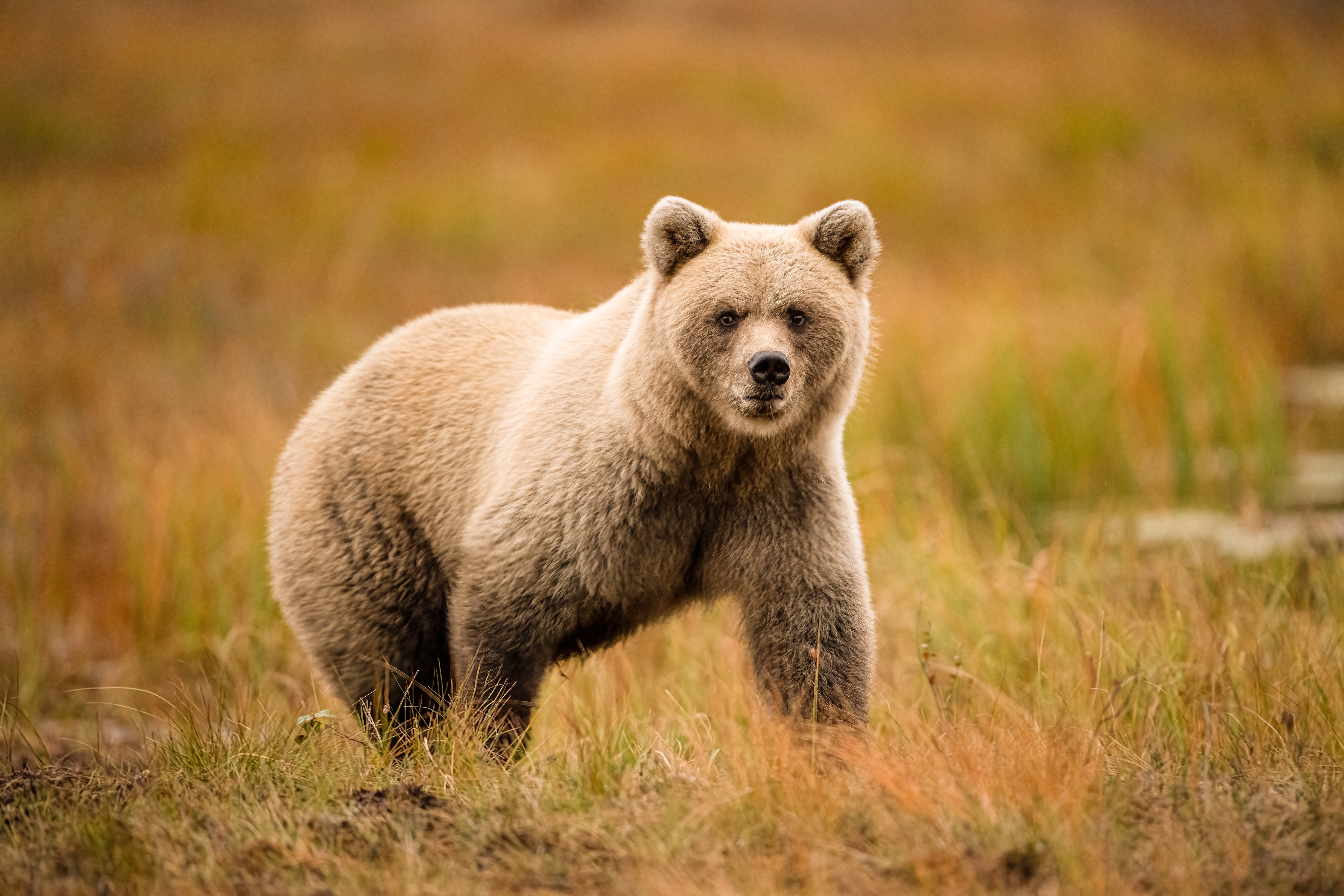 Medvěd hnědý (Ursus arctos), Finsko, 09/2022