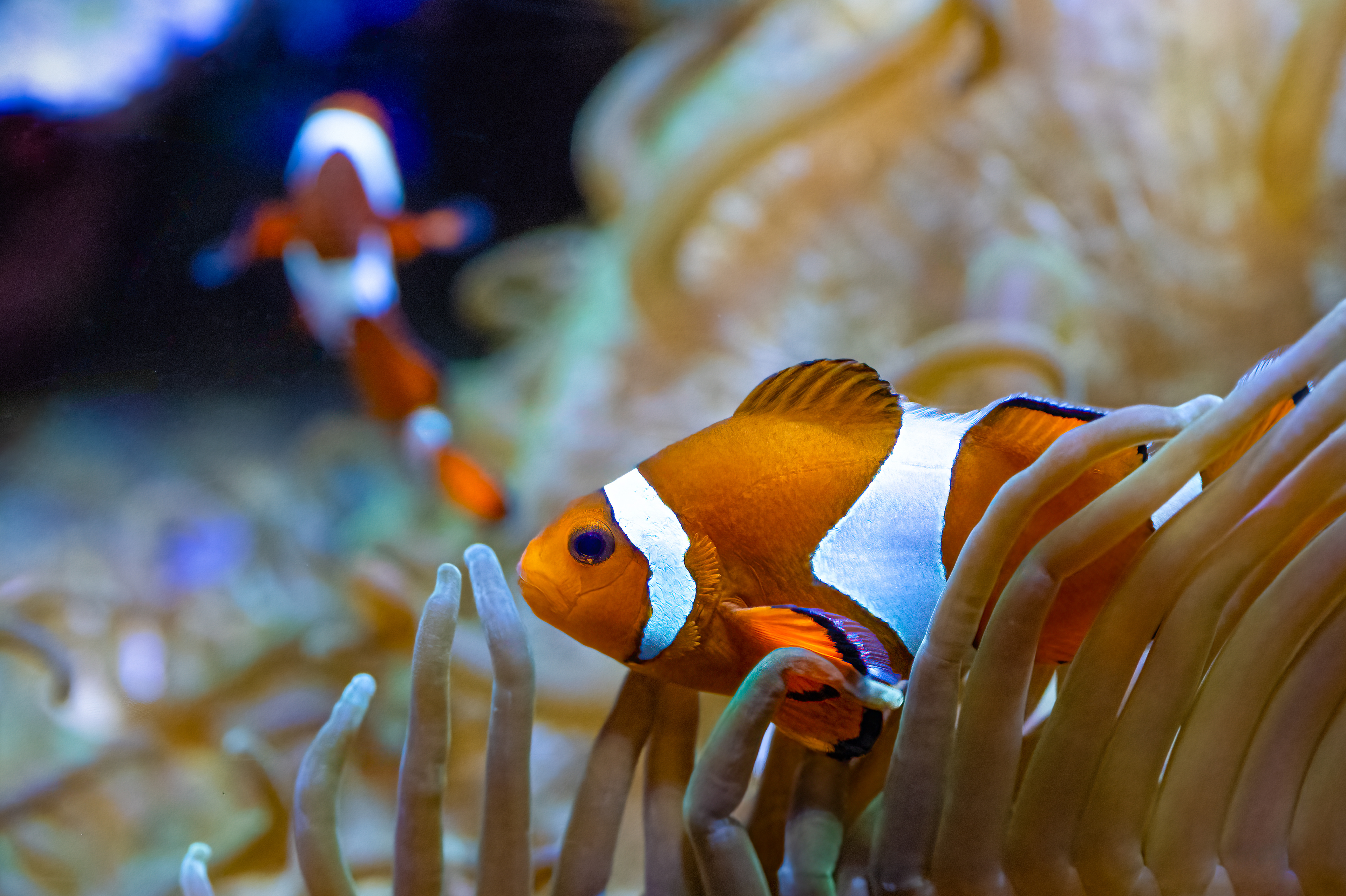 Klaun očkatý (Amphiprion ocellaris)