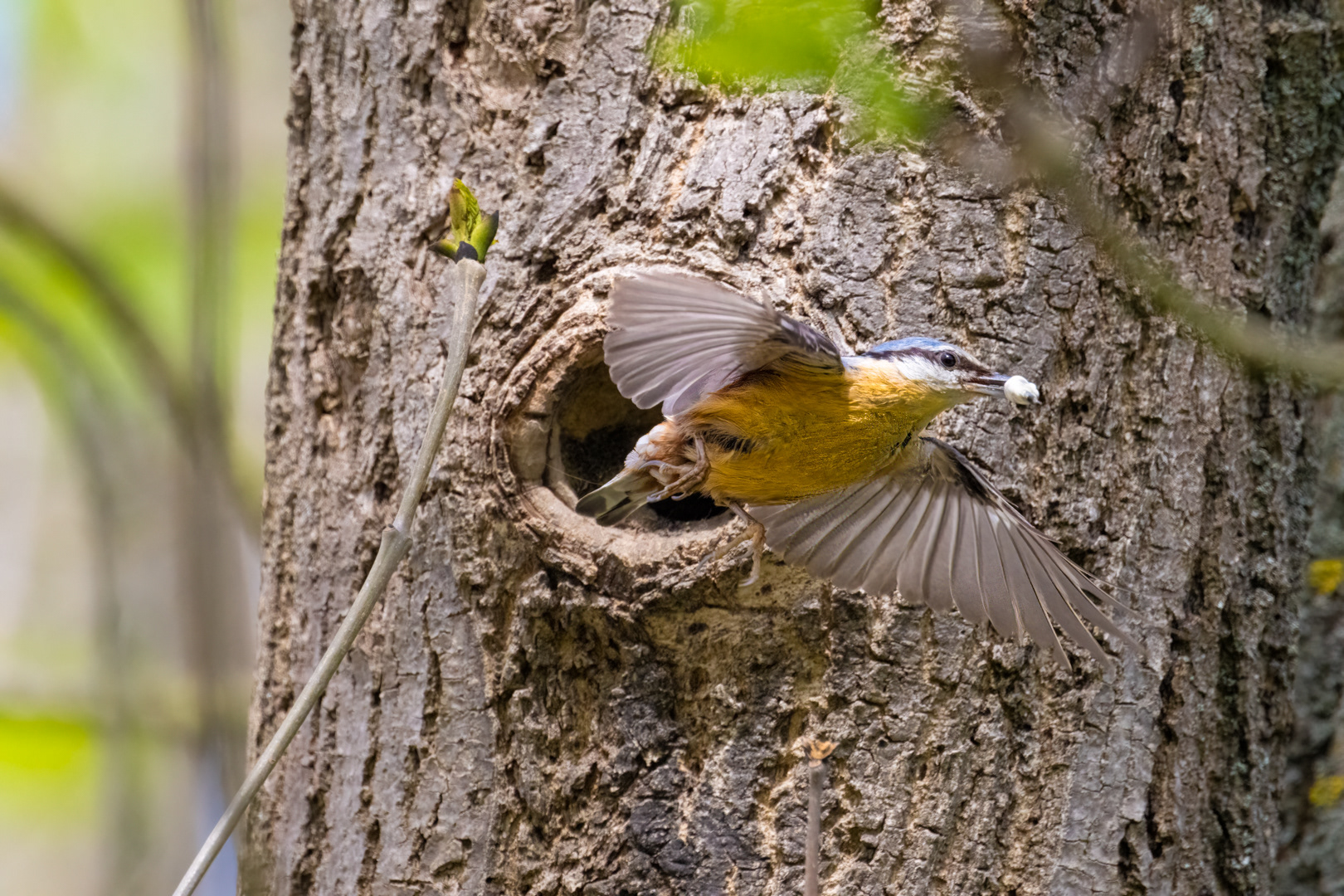 Brhlík lesní (Sitta europaea), Lštění, 05/2024