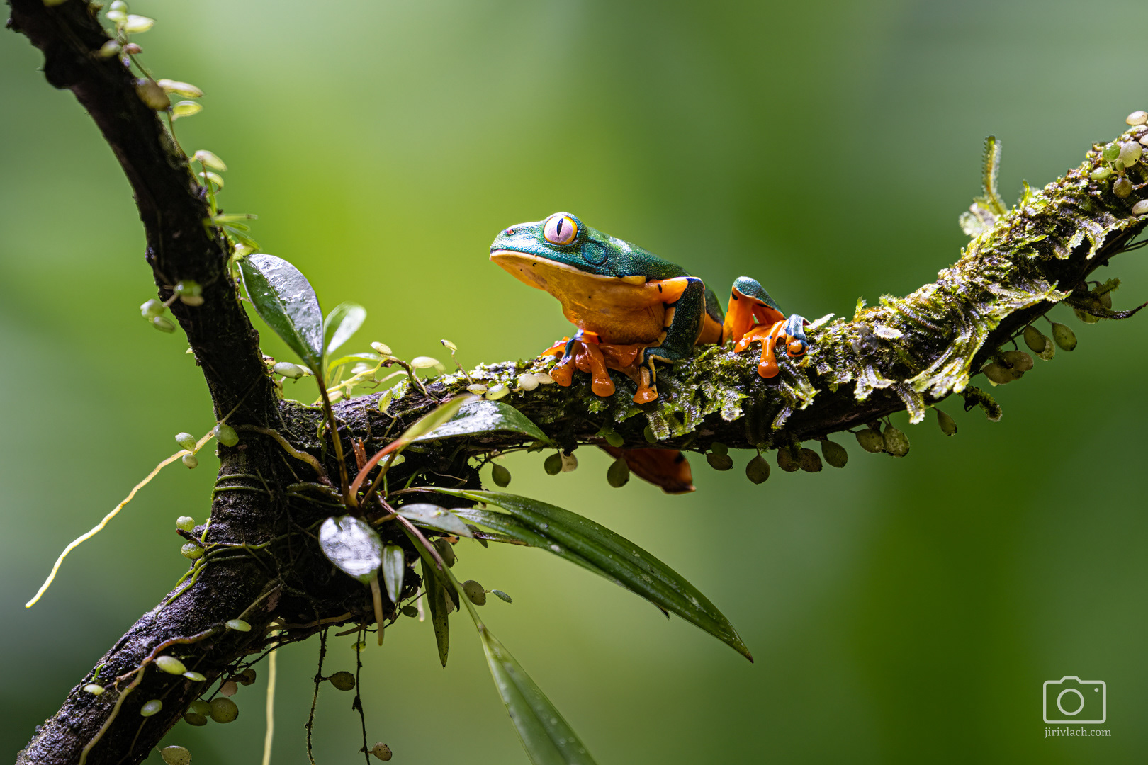 Listovnice ostruhatá (Splendid leaf frog, Cruziohyla calcarifer, syn. Agalychnis calcarifer)