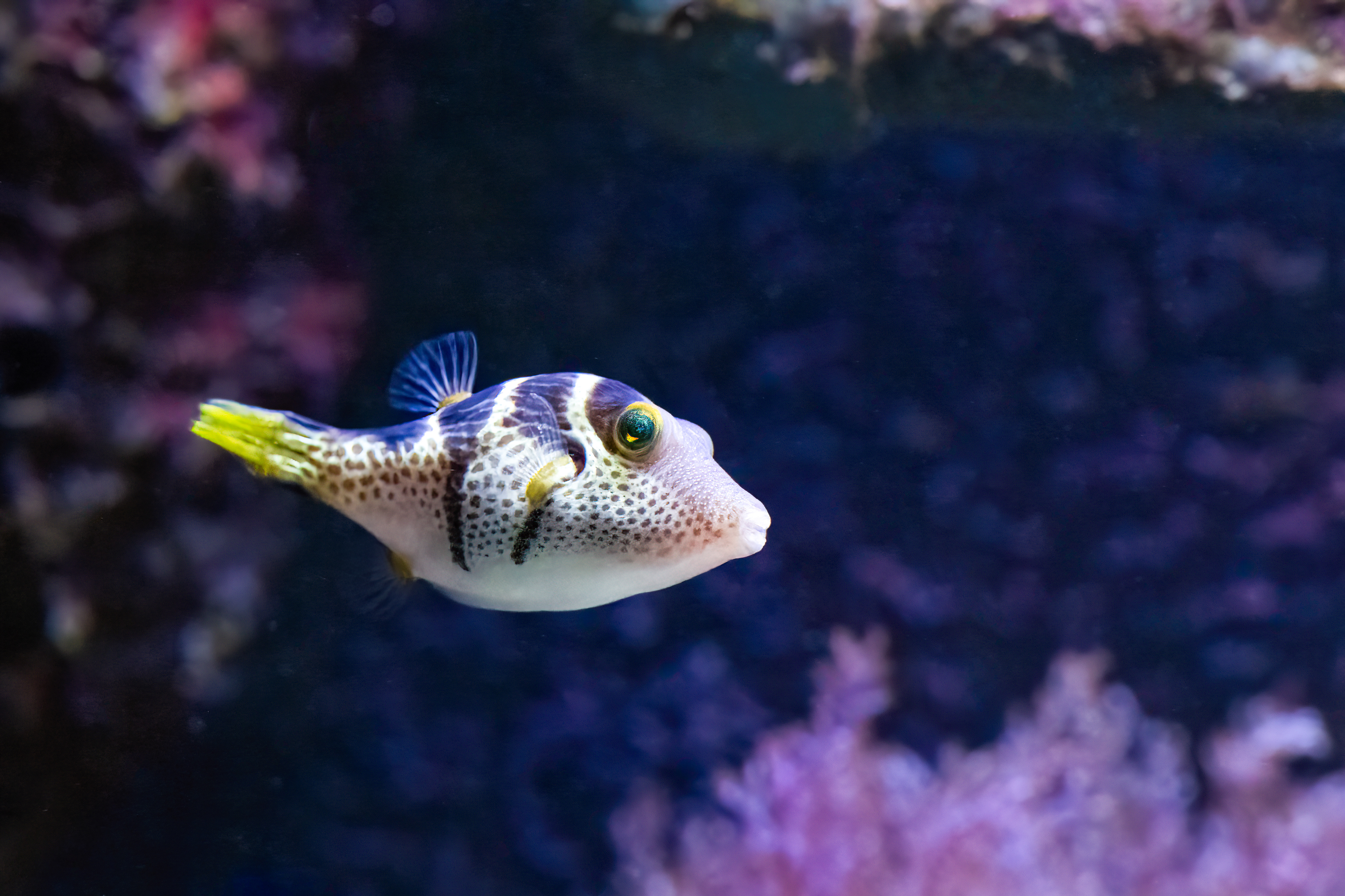 Hranobřich Valentinův (Canthigaster valentini)